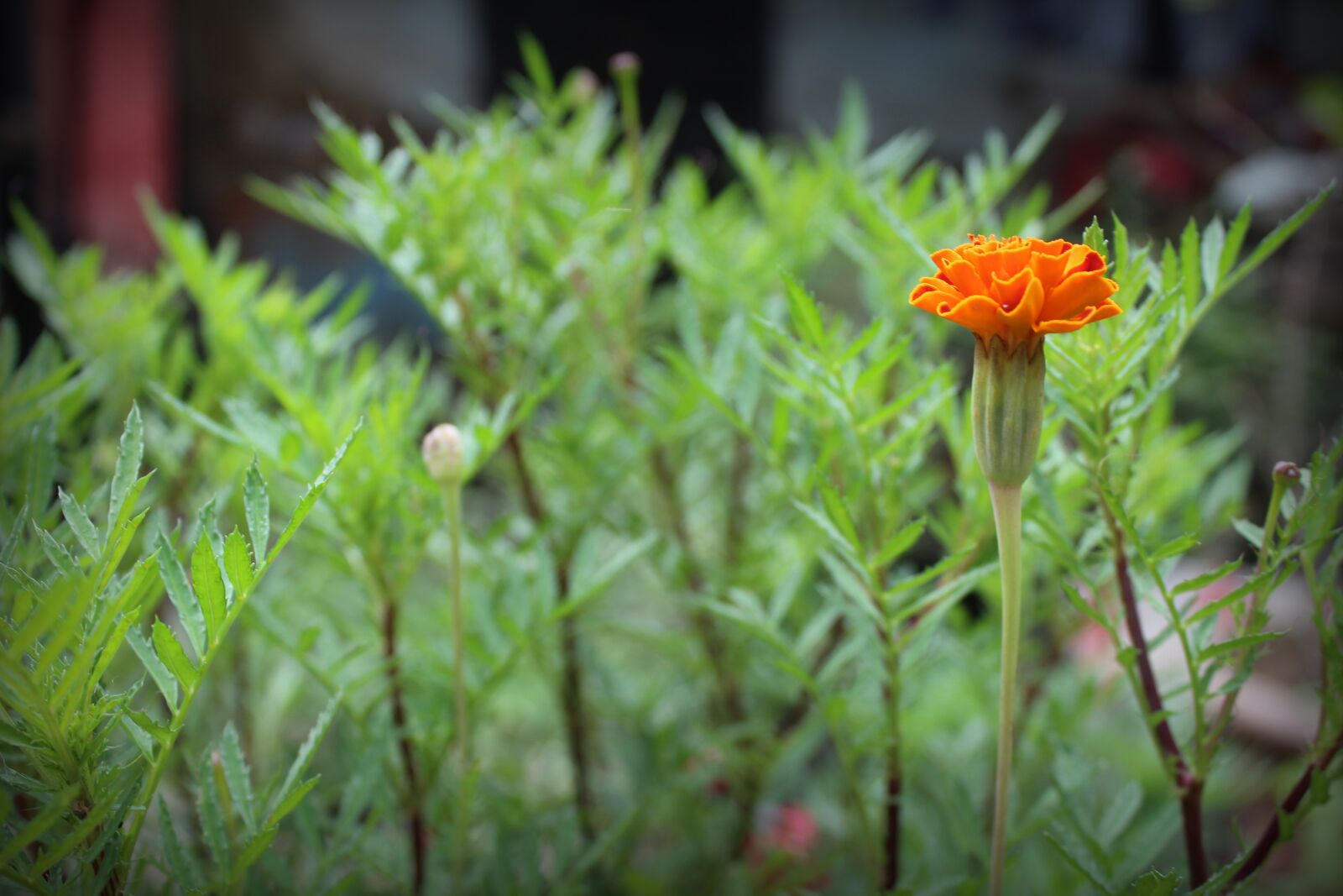 Canon EOS 1200D (EOS Rebel T5 / EOS Kiss X70 / EOS Hi) + Canon EF-S 18-55mm F3.5-5.6 IS II sample photo. Marigold, flower, plants photography