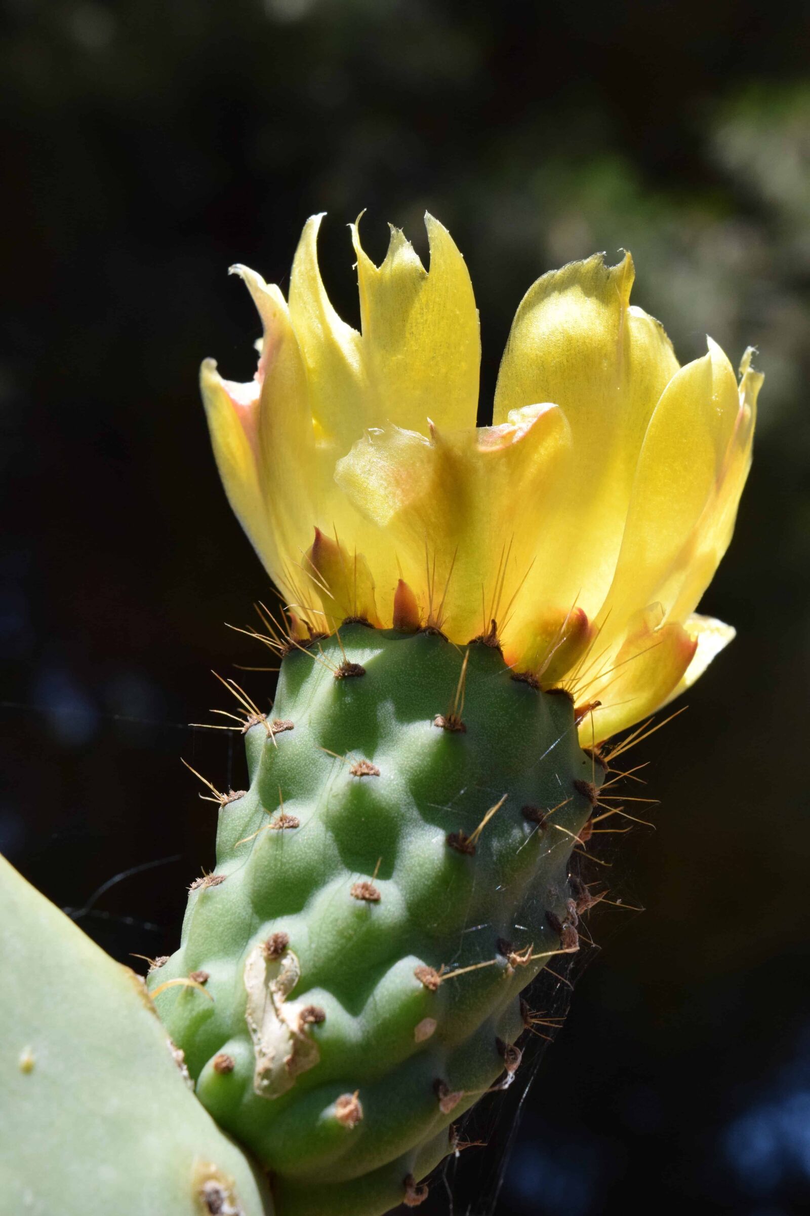 Nikon D3300 sample photo. Spike, nature, sharp, cactus photography