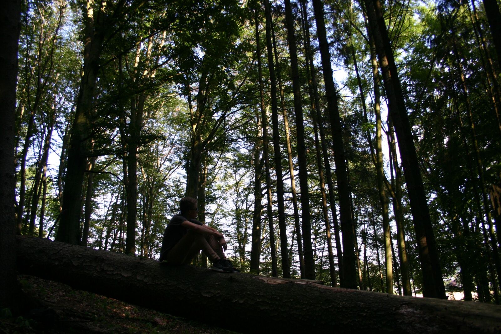 Canon EOS 300D (EOS Digital Rebel / EOS Kiss Digital) sample photo. Forest, tree, nature photography