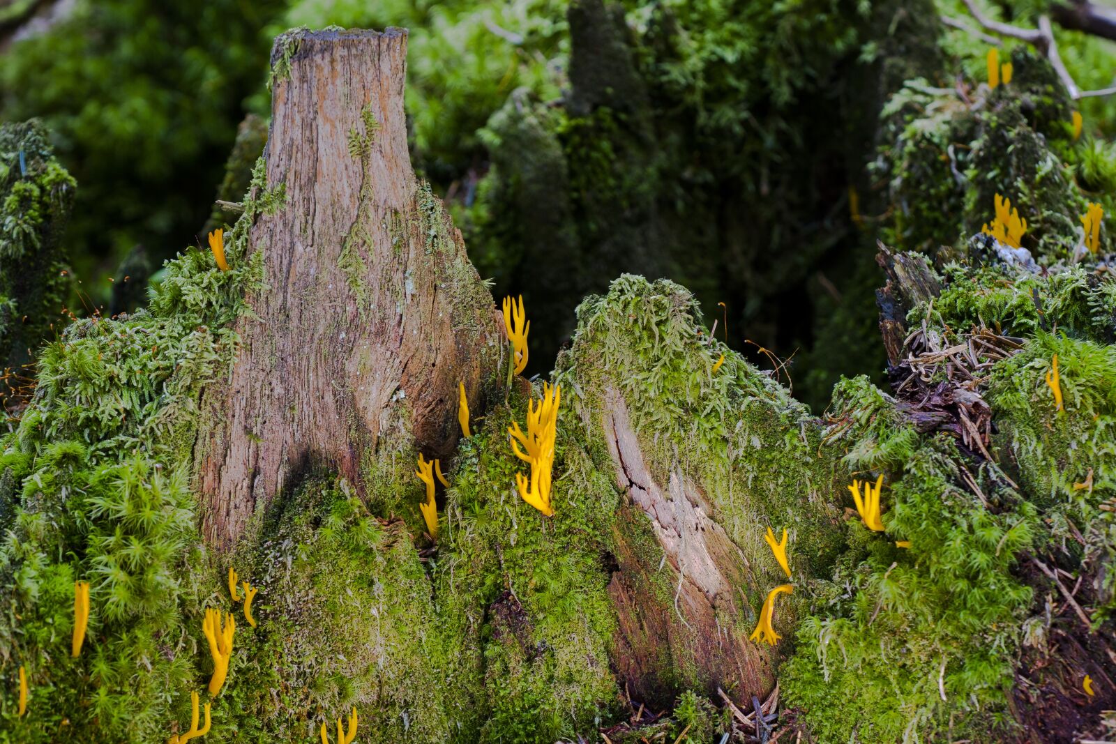 Canon EOS 7D sample photo. Mushrooms, tree trunk, forest photography