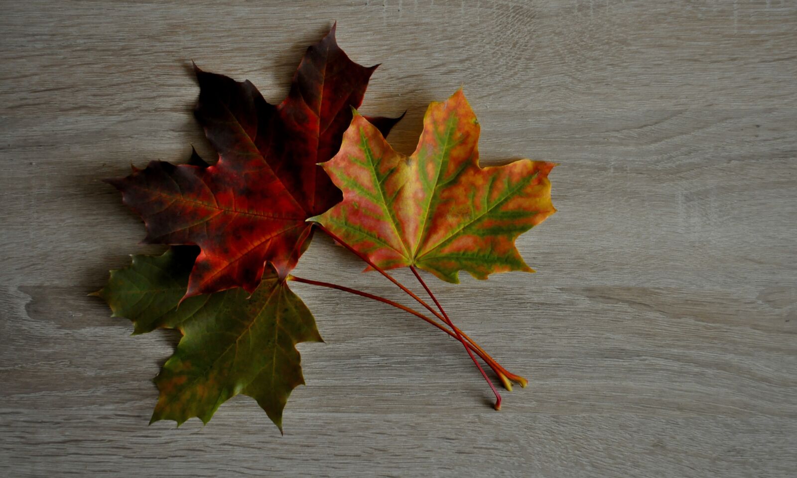Nikon D5000 sample photo. Foliage, clone, autumn photography