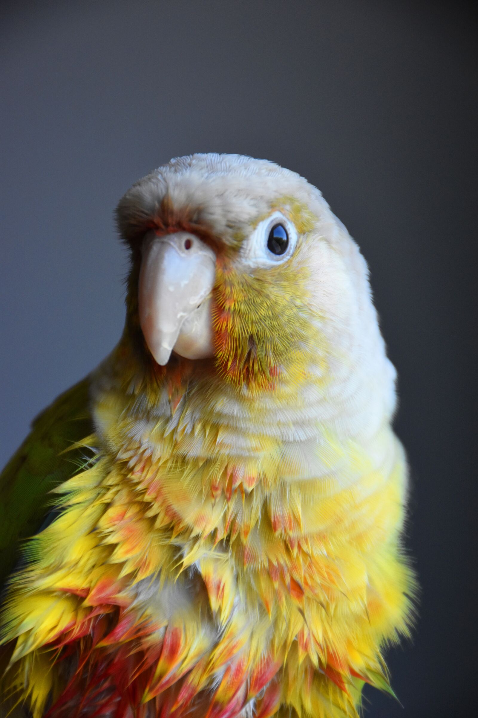Nikon D5500 sample photo. Animal, bird, parakeet photography