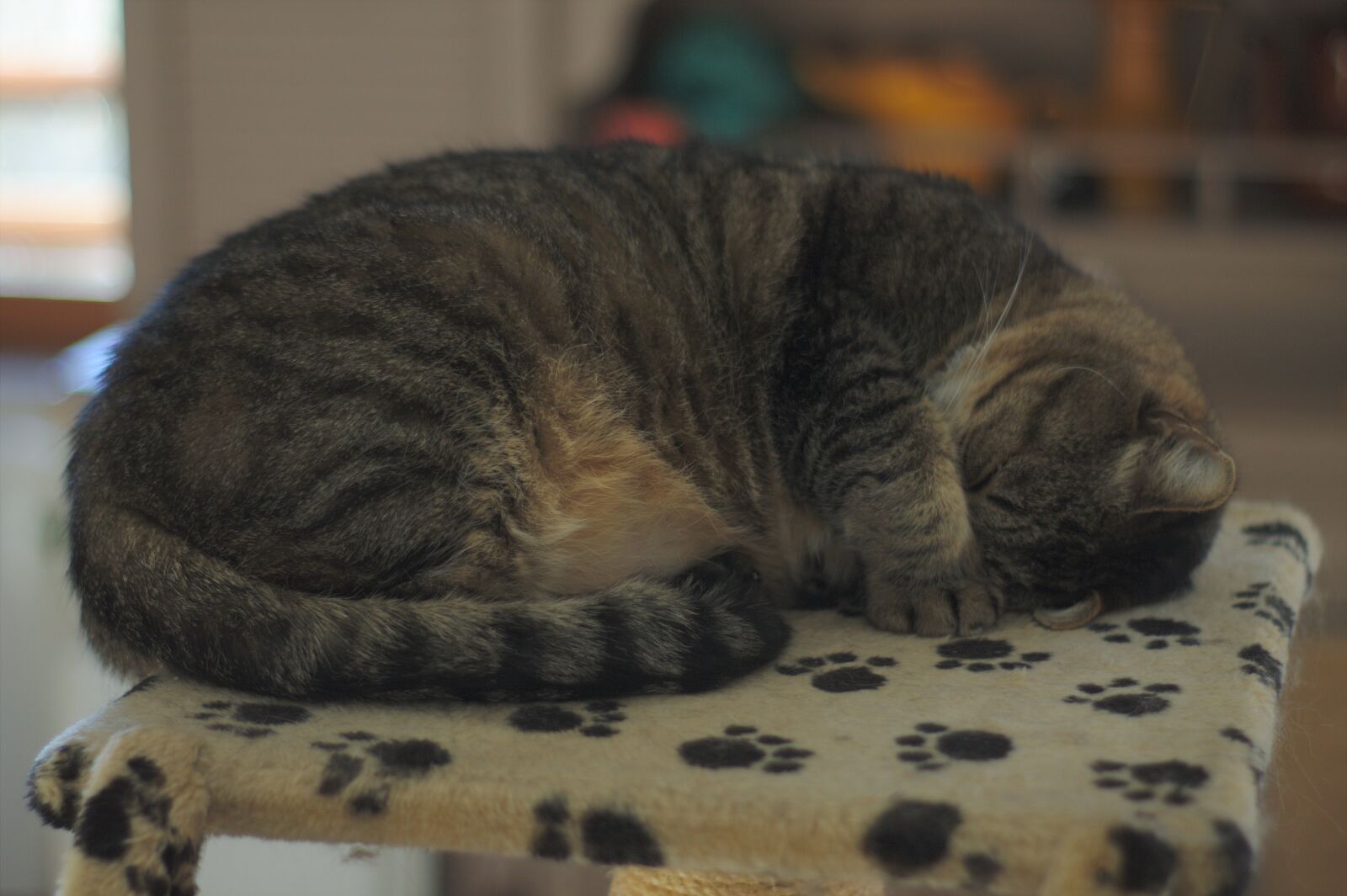 Canon EOS 1100D (EOS Rebel T3 / EOS Kiss X50) sample photo. Cat, tabby, animal photography