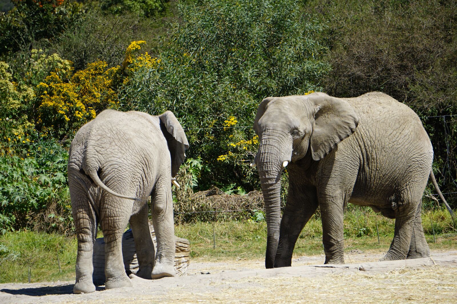 Sony E 55-210mm F4.5-6.3 OSS sample photo. Elephant, mammal, animals photography