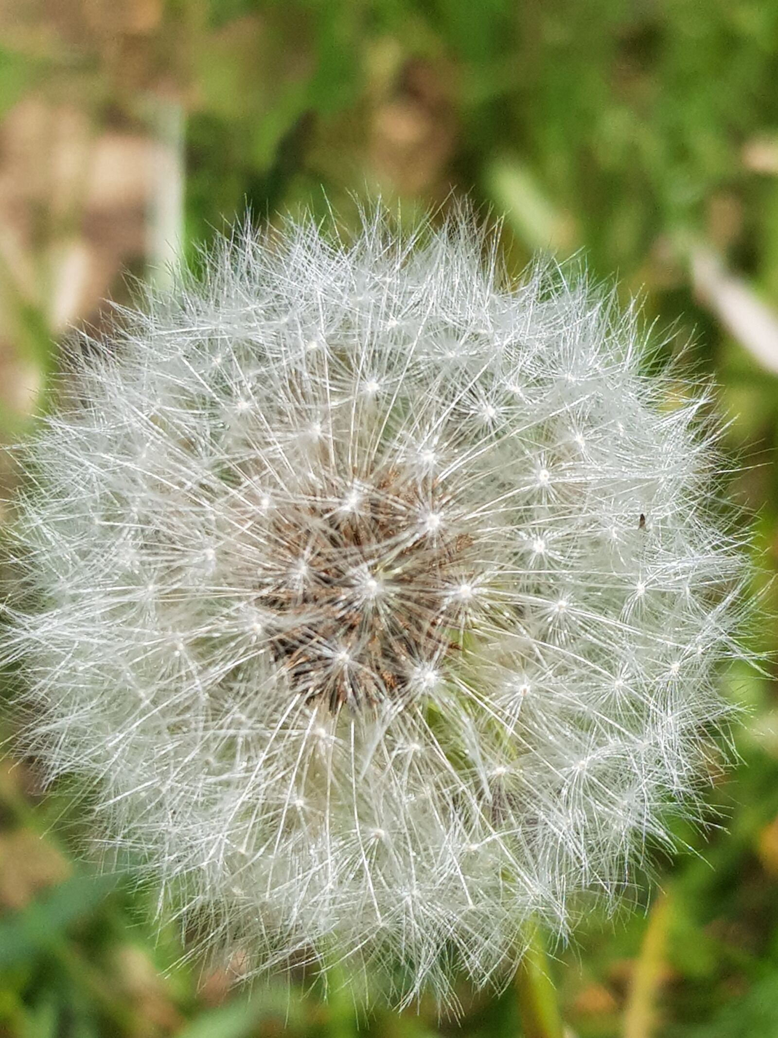 Samsung Galaxy S8 sample photo. Dandelion, nature, summer photography