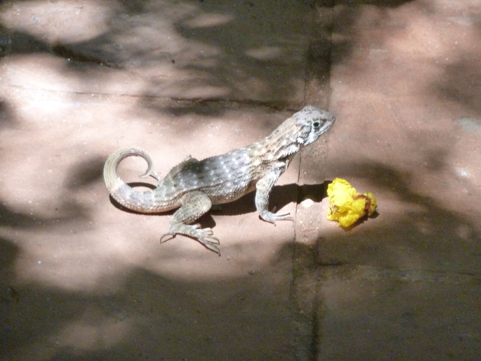 Panasonic Lumix DMC-ZS7 (Lumix DMC-TZ10) sample photo. Lizard, flower, animal photography