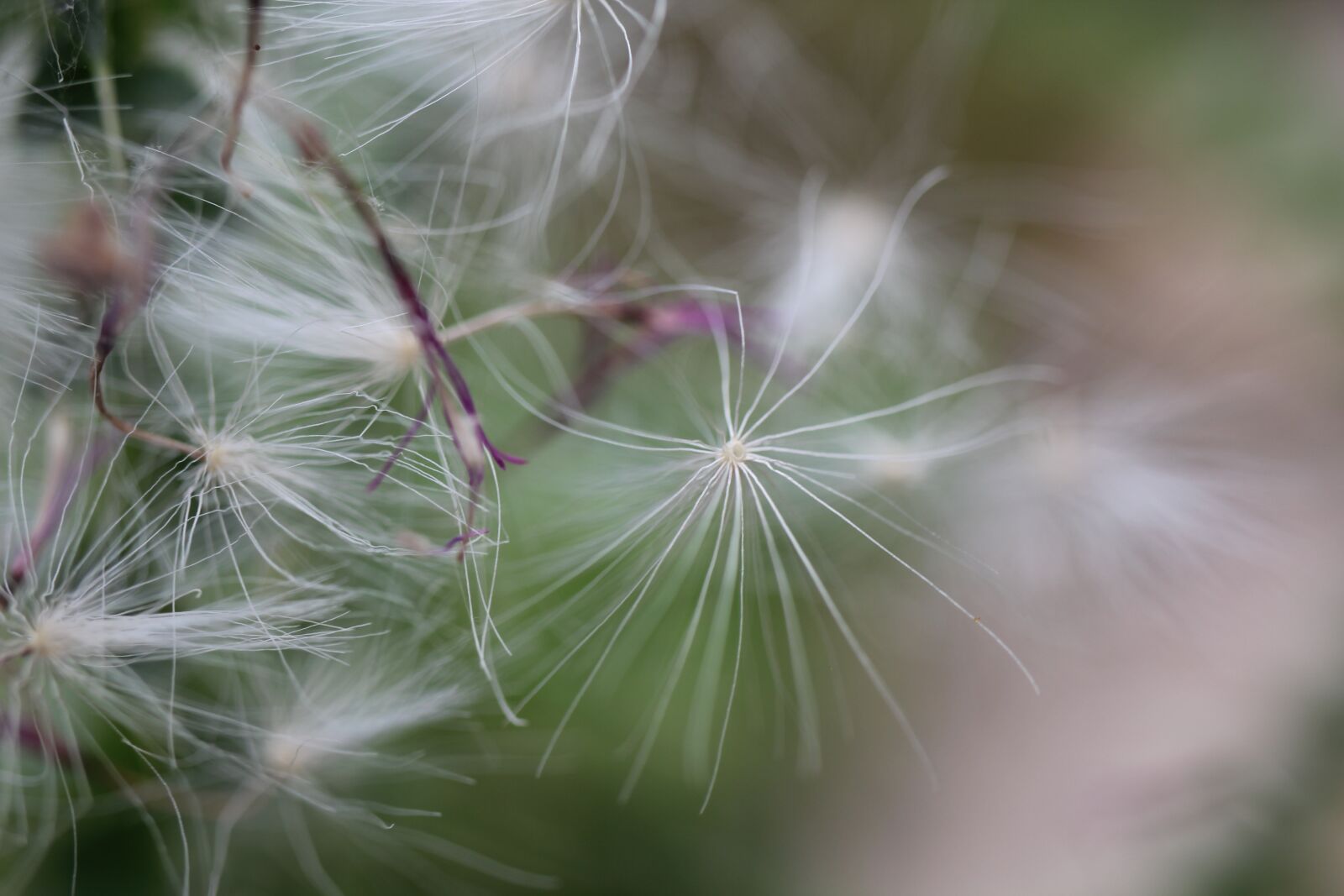 Canon EOS 550D (EOS Rebel T2i / EOS Kiss X4) sample photo. Seeds, thistle, close up photography