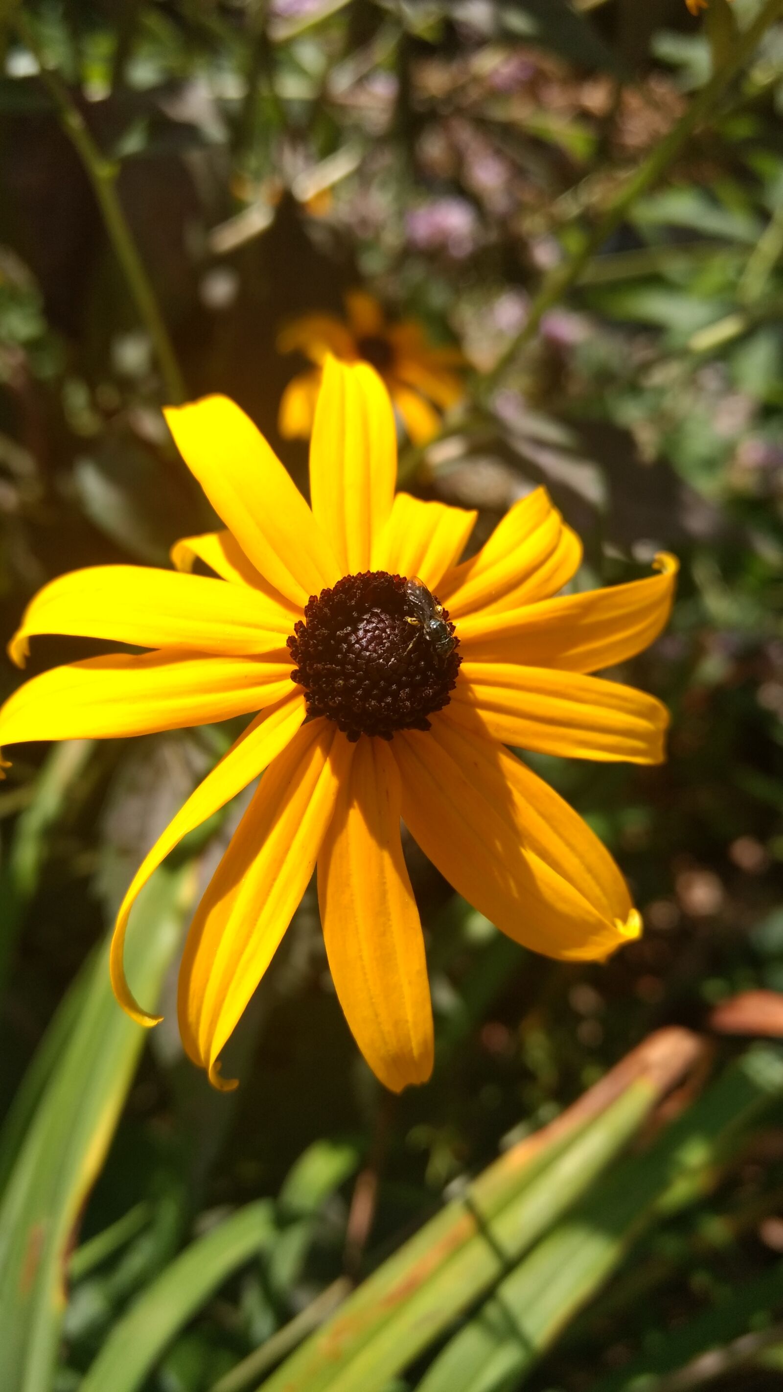 Motorola Moto G (4) sample photo