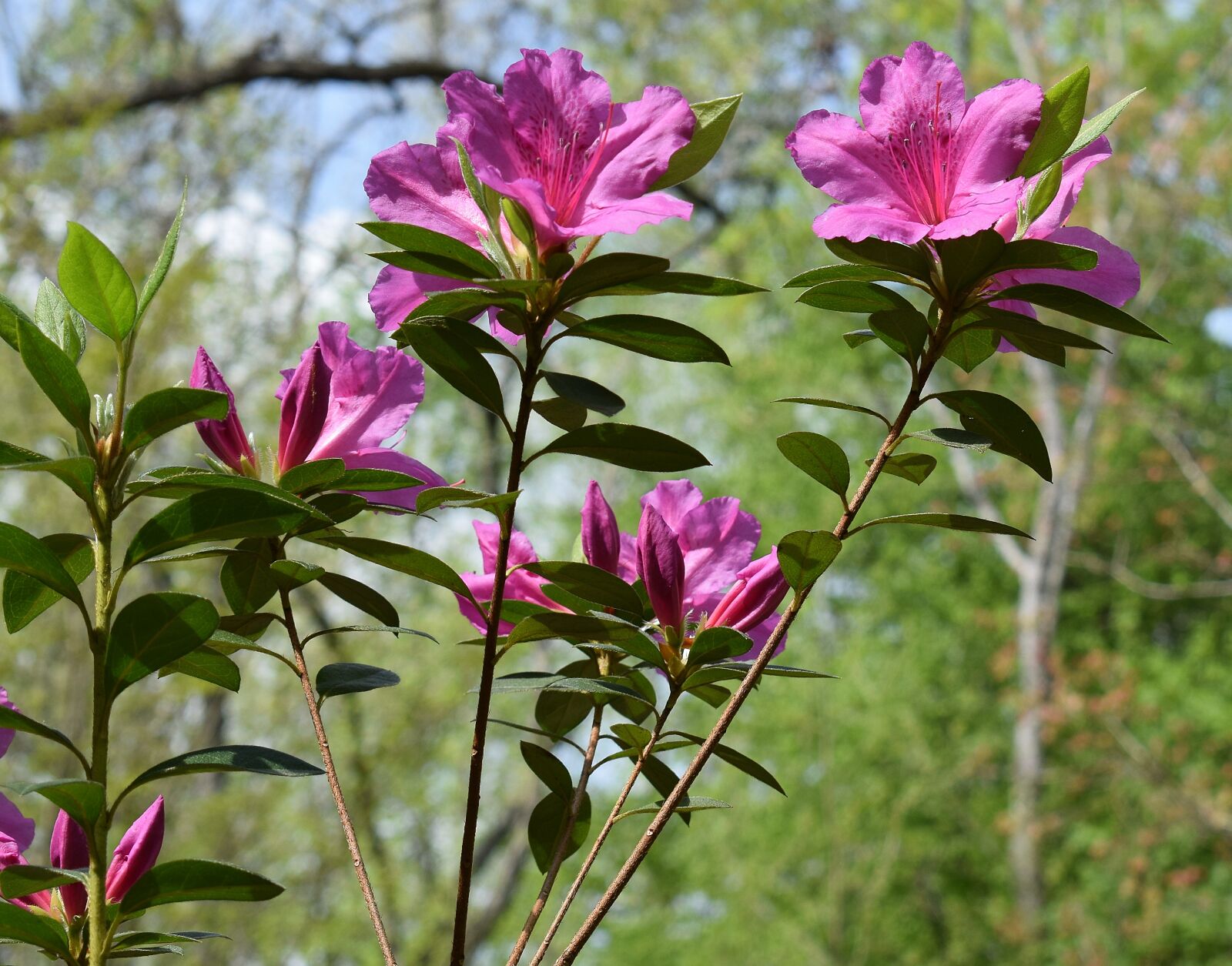 Nikon D3300 sample photo. Hot pink azalea, azalea photography