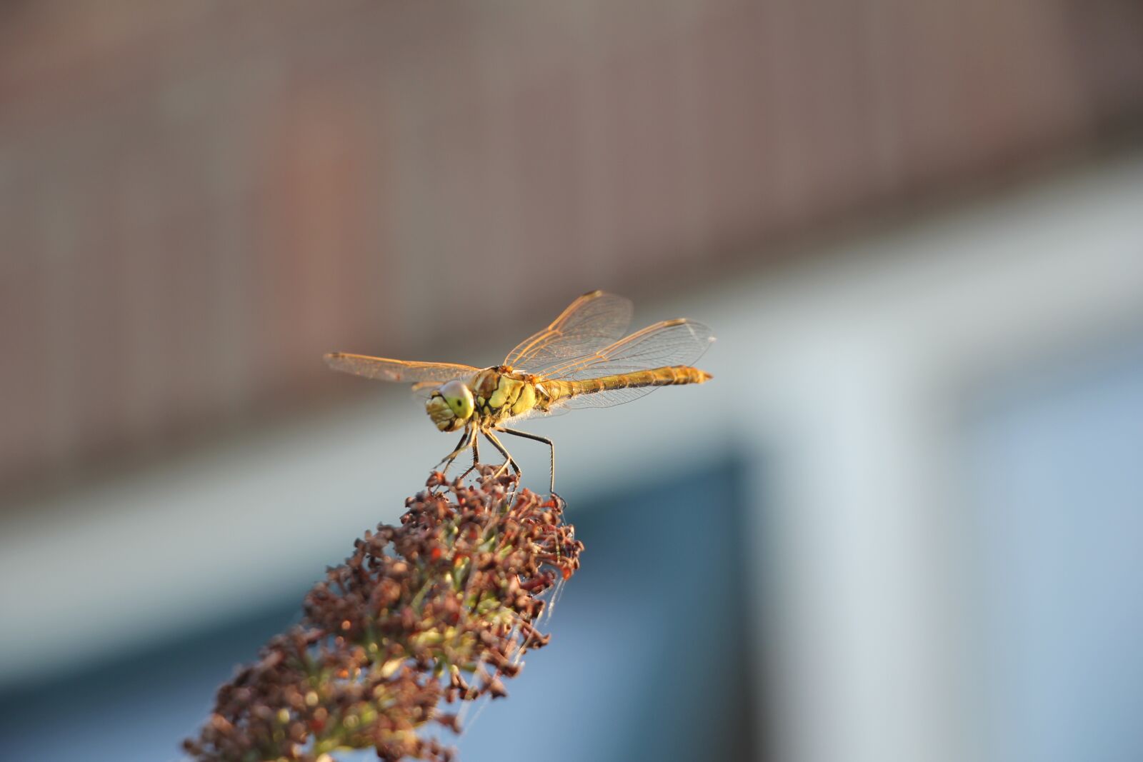 Canon EF-S 18-135mm F3.5-5.6 IS USM sample photo. Heidelibelle, plant, bug photography