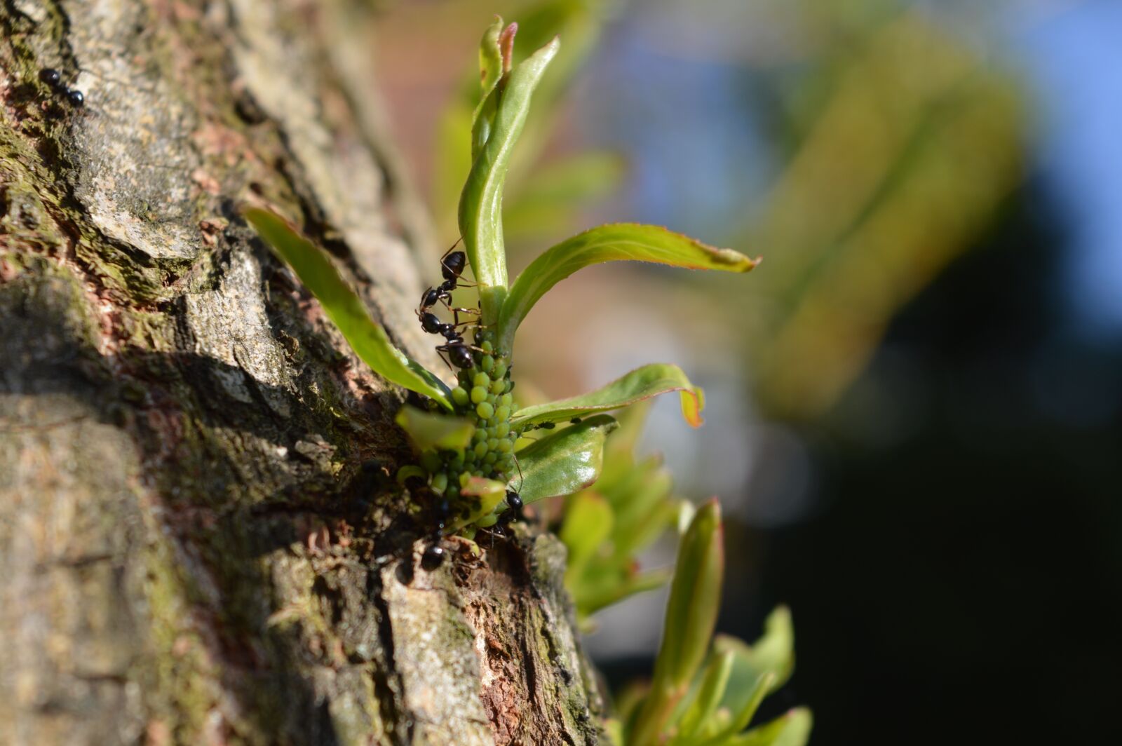 Nikon D3200 sample photo. Nature, spring, tree photography