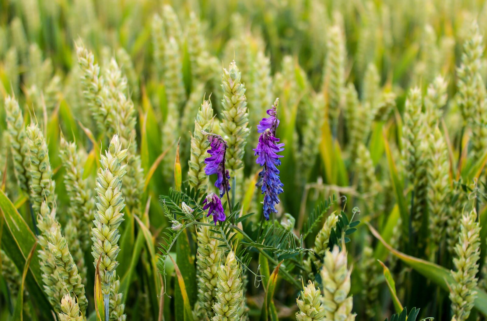 Canon EOS 600D (Rebel EOS T3i / EOS Kiss X5) sample photo. Wheat, cornfield, spike photography