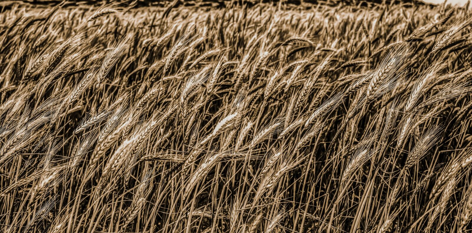 Nikon D3300 sample photo. Wheat, cereal, food photography