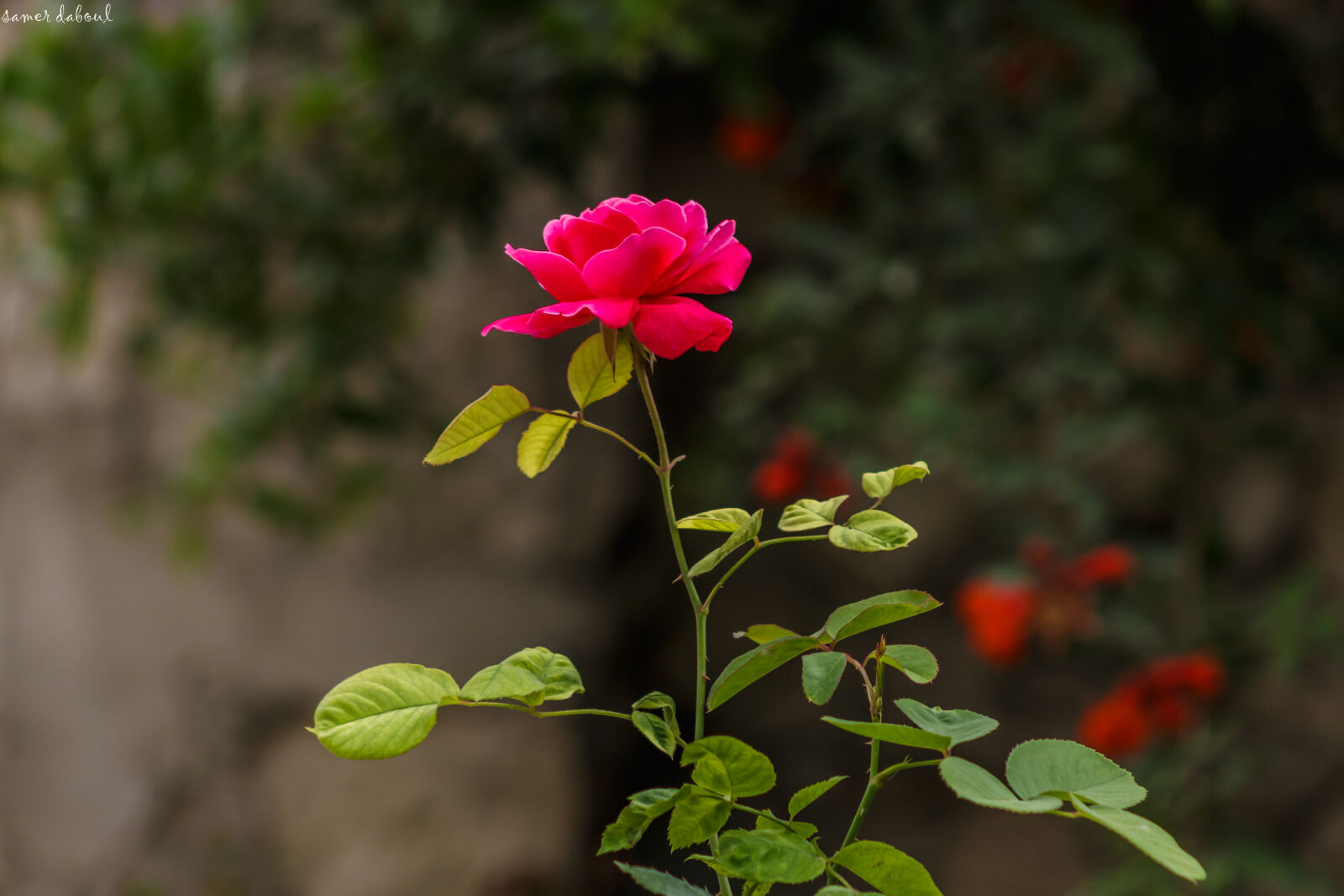 Canon EOS 700D (EOS Rebel T5i / EOS Kiss X7i) + Canon EF 75-300mm f/4-5.6 sample photo. Red, rose photography