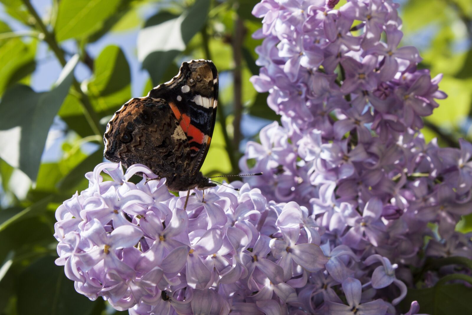 Canon EF-S 18-55mm F3.5-5.6 IS sample photo. Butterfly, spring, nature photography