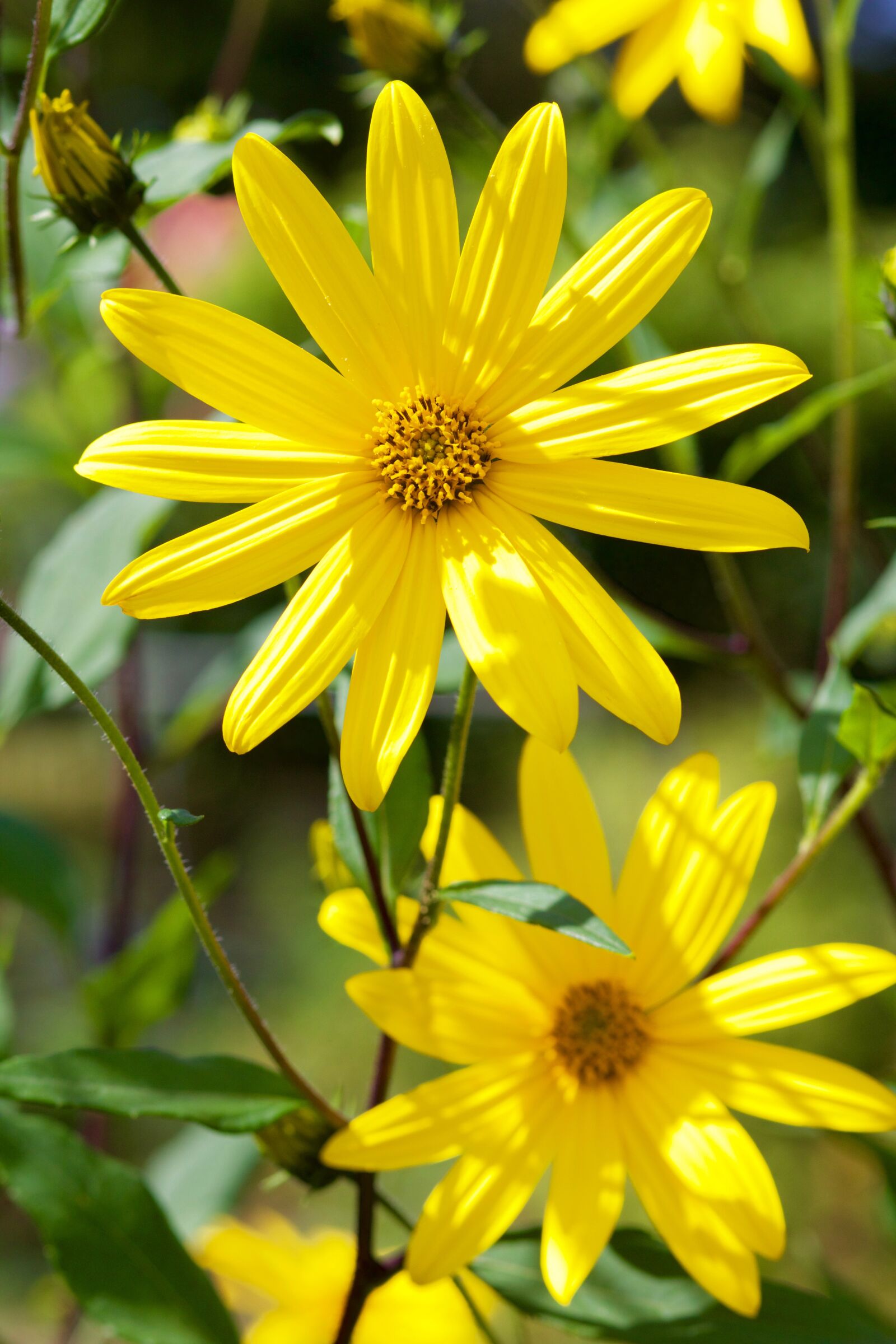 Canon EOS 70D + Canon EF 85mm F1.8 USM sample photo. Geese flower, flower, plant photography