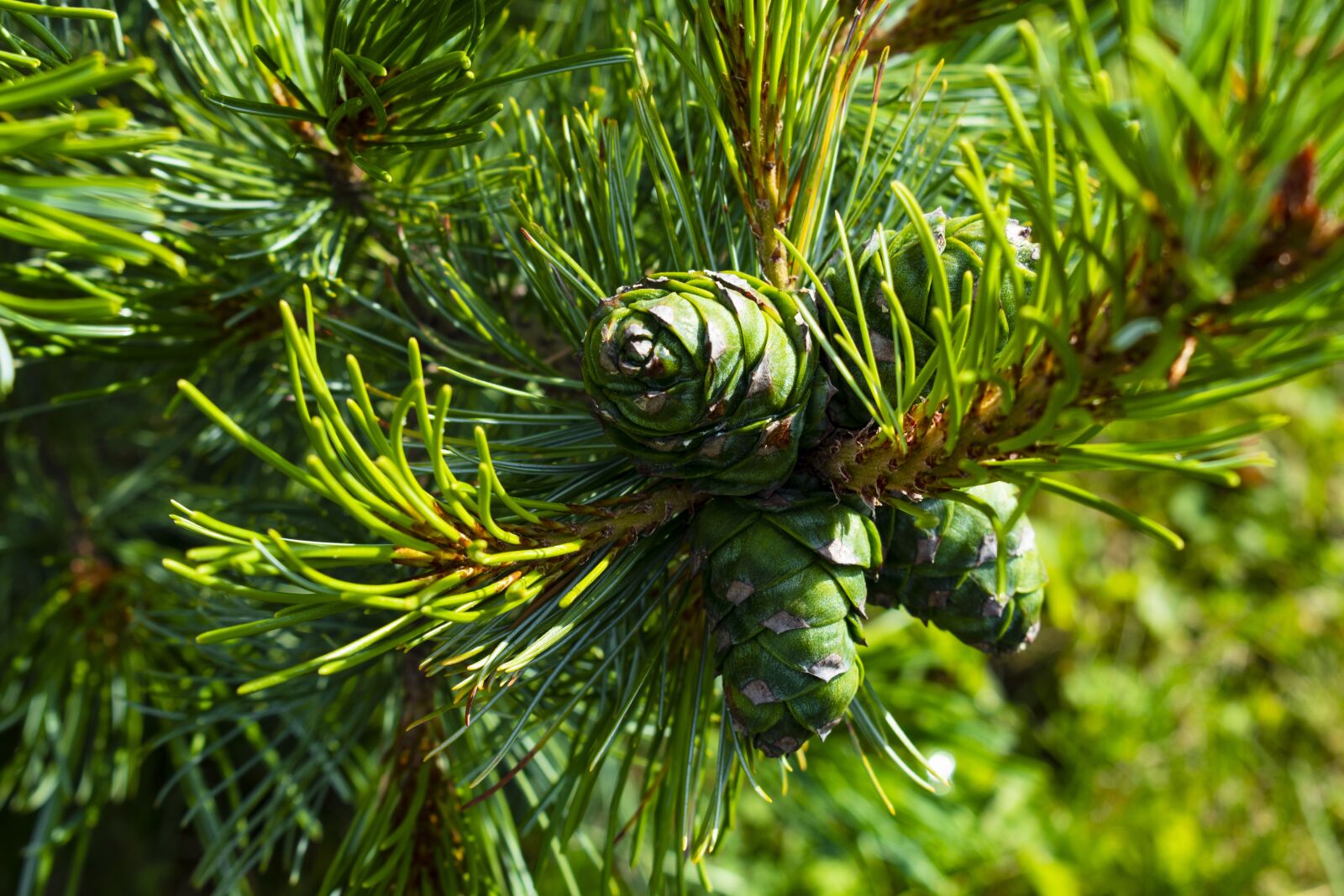 Nikon D3500 sample photo. Pine cone, cedar, tree photography