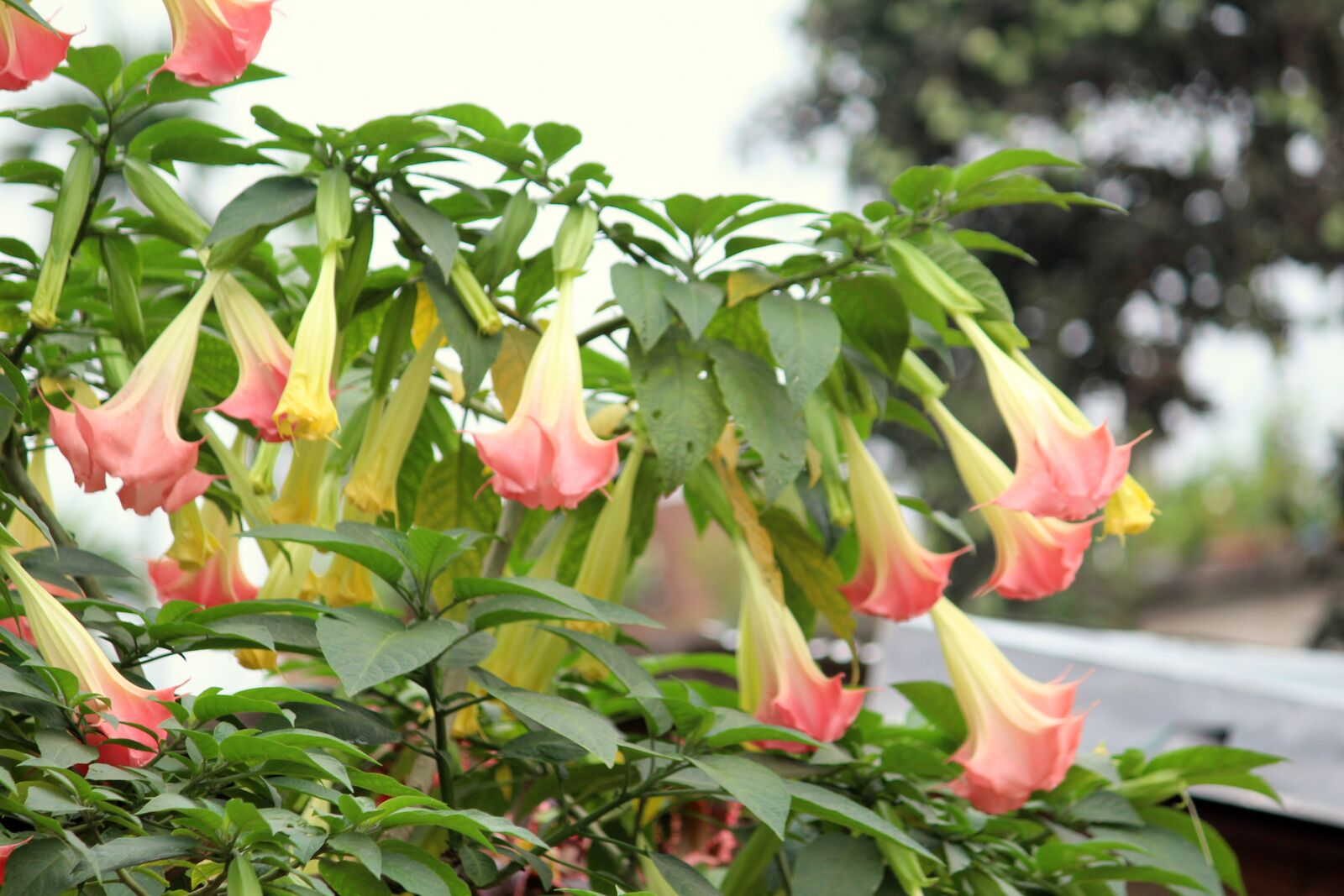 Canon EOS 1200D (EOS Rebel T5 / EOS Kiss X70 / EOS Hi) sample photo. Blossom, petal, plant photography