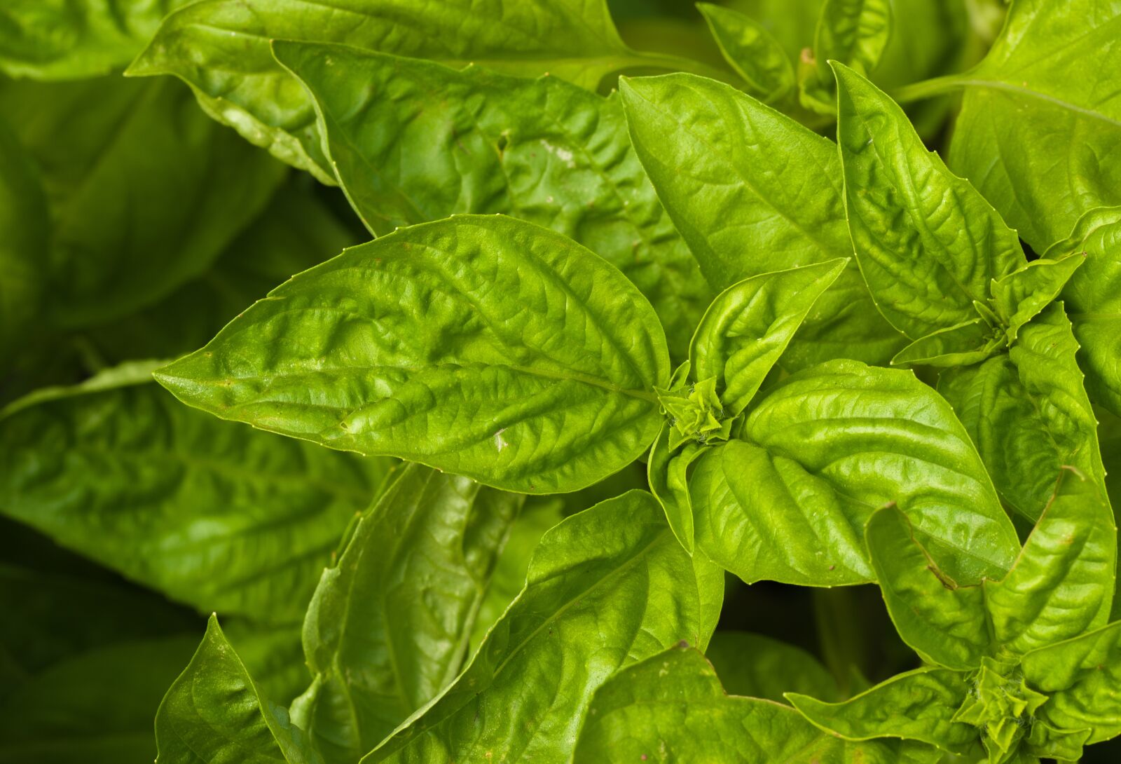 Tamron SP AF 90mm F2.8 Di Macro sample photo. Basil, spice, herb photography