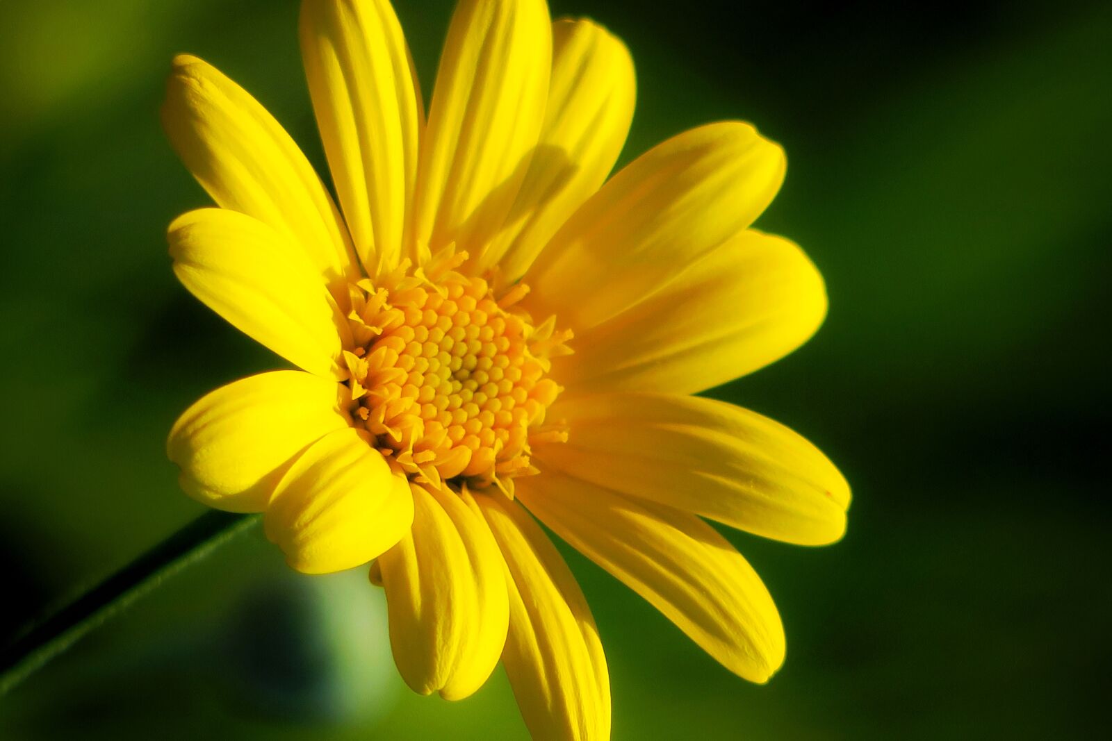 Canon PowerShot G3 X sample photo. Nature, flower, plant photography
