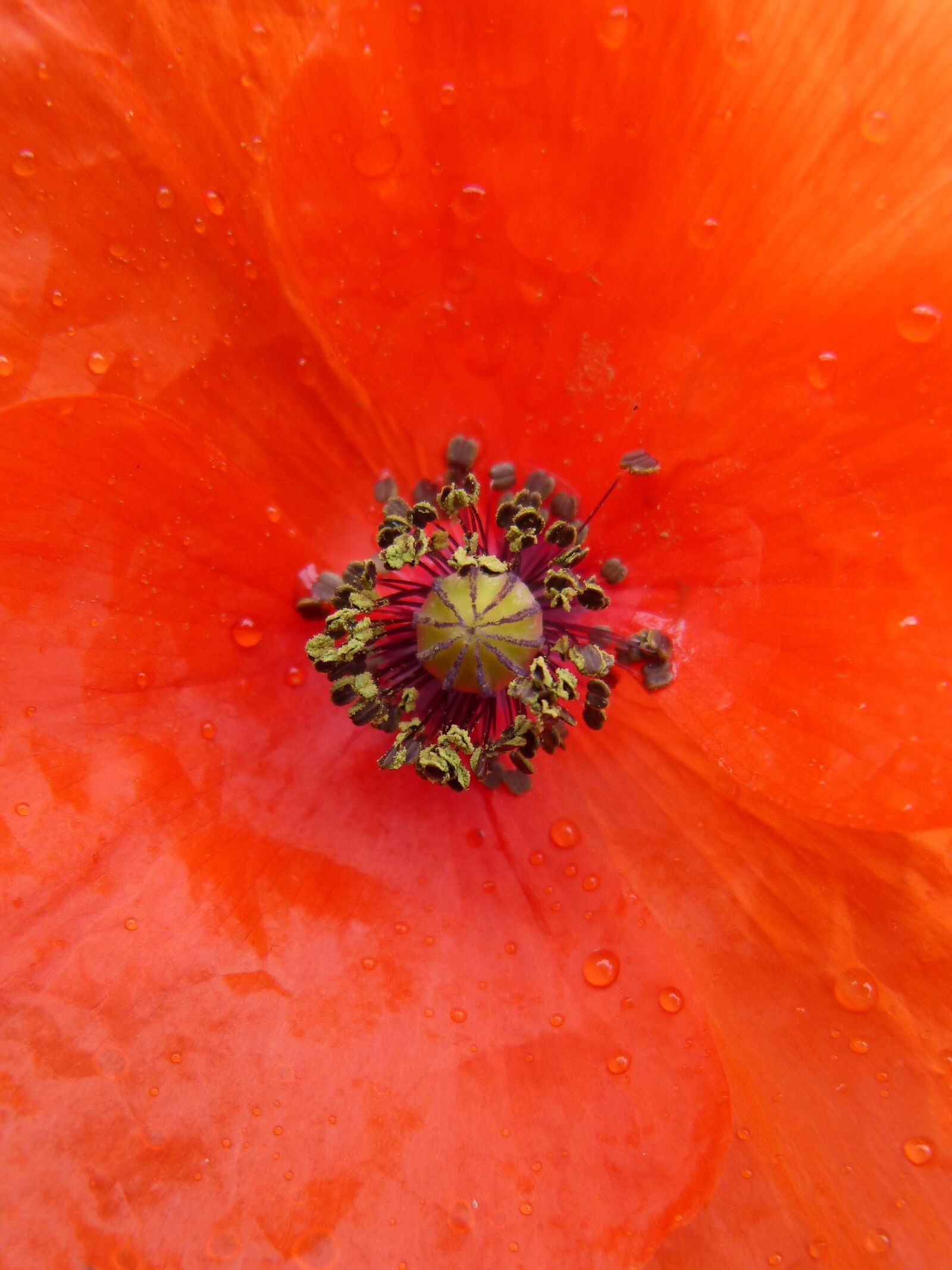 Panasonic DMC-FZ62 sample photo. Poppy, rosella, papaver photography