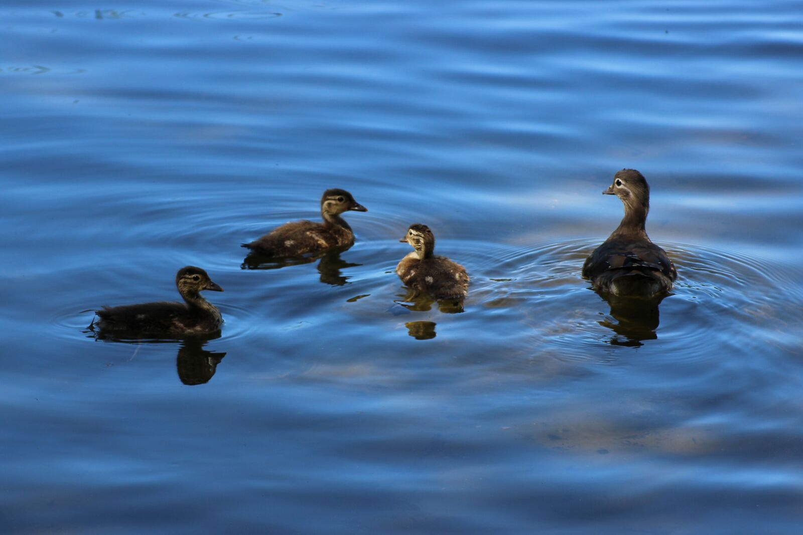 Canon EOS 600D (Rebel EOS T3i / EOS Kiss X5) sample photo. Gadwall, duck, chicken photography