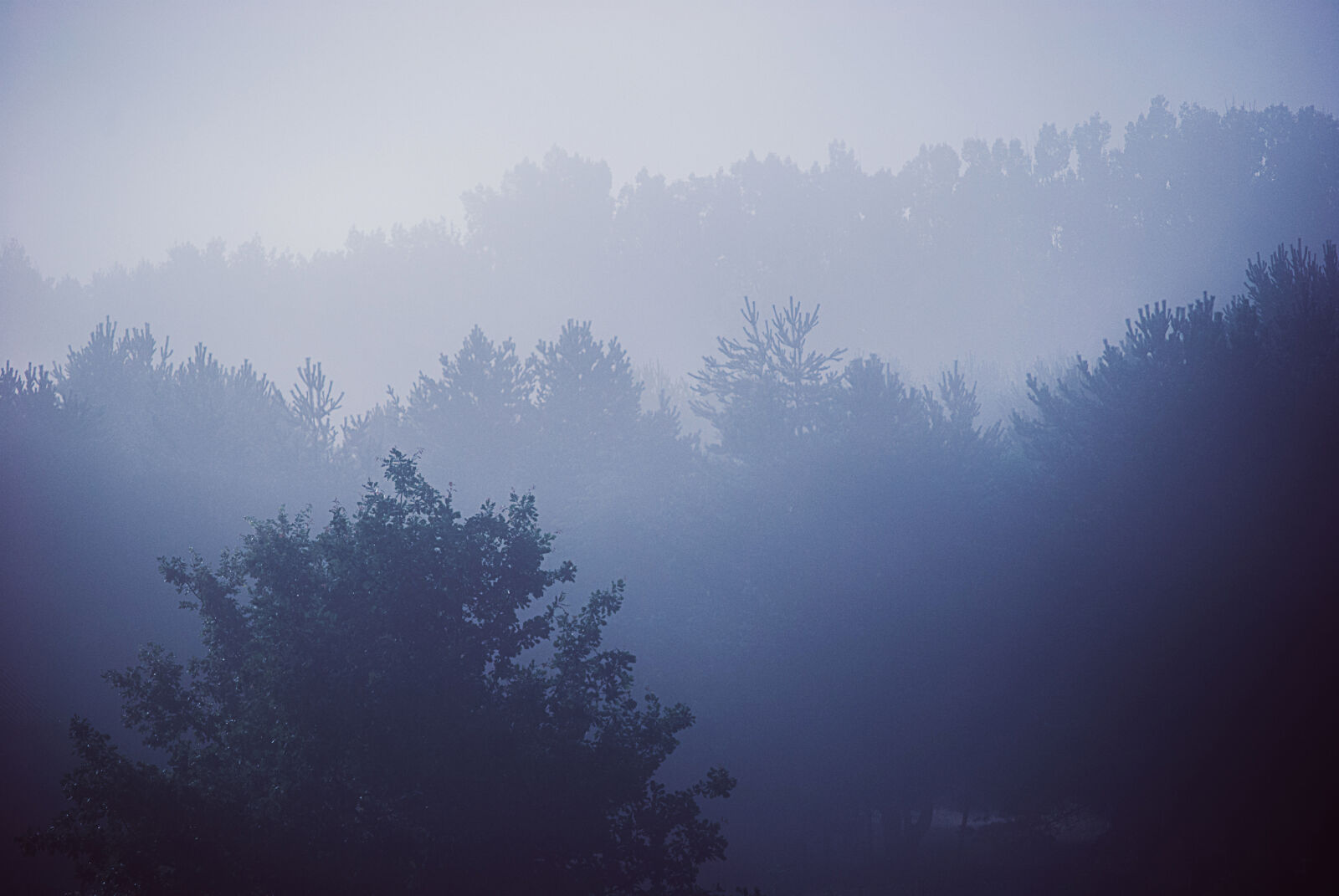 Nikon D60 sample photo. Fog, trees, woods photography