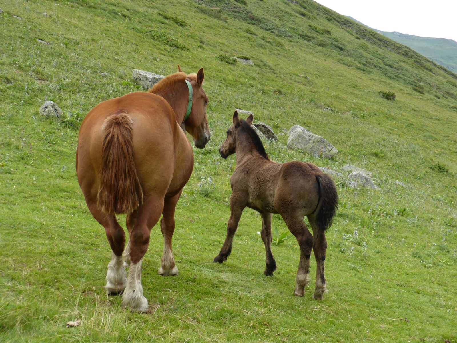 Panasonic DMC-FZ62 sample photo. Horse, breeding, landscape photography