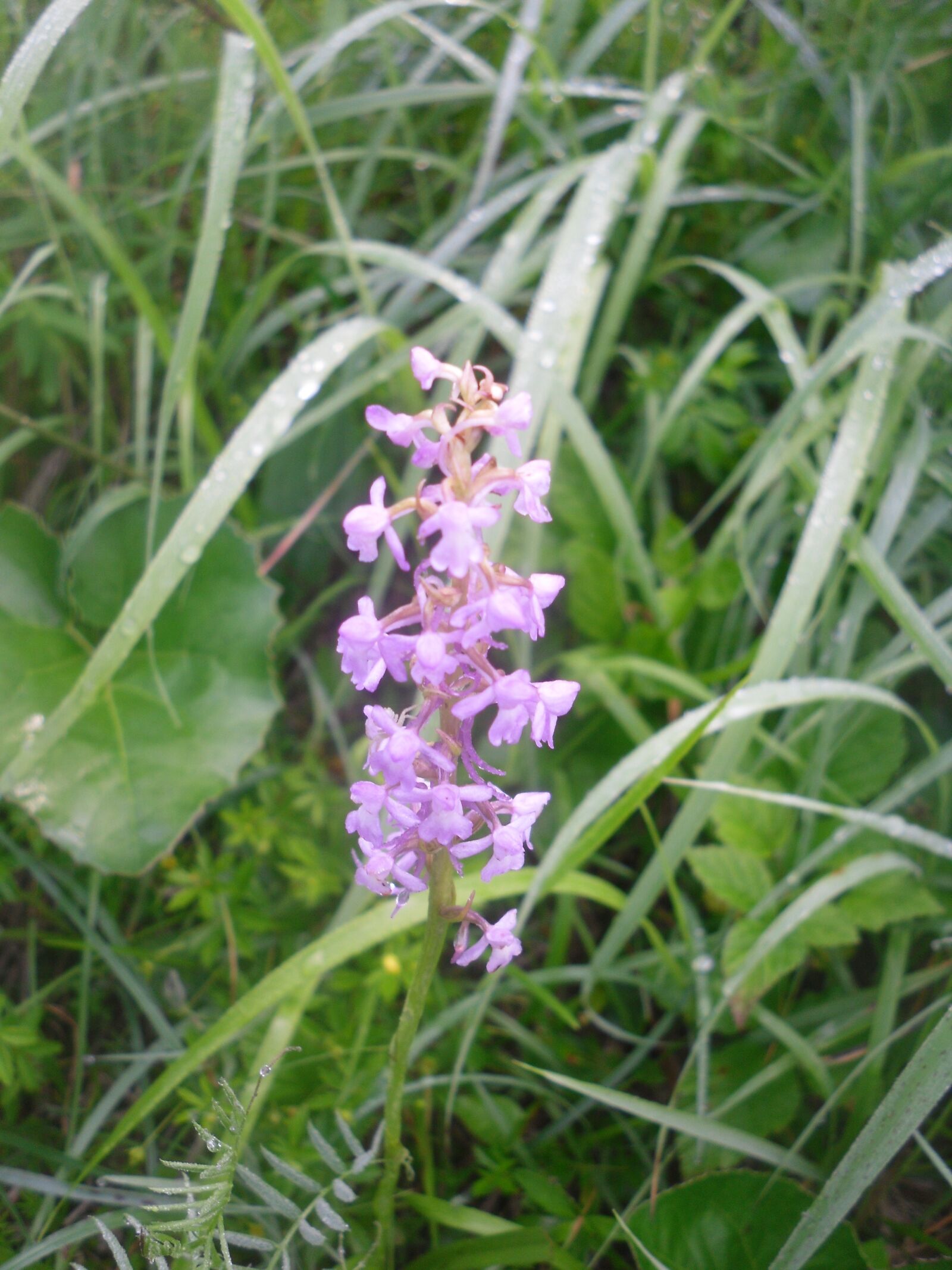 Samsung L201 / VLUU L201 sample photo. Orchid, meadow, flower photography