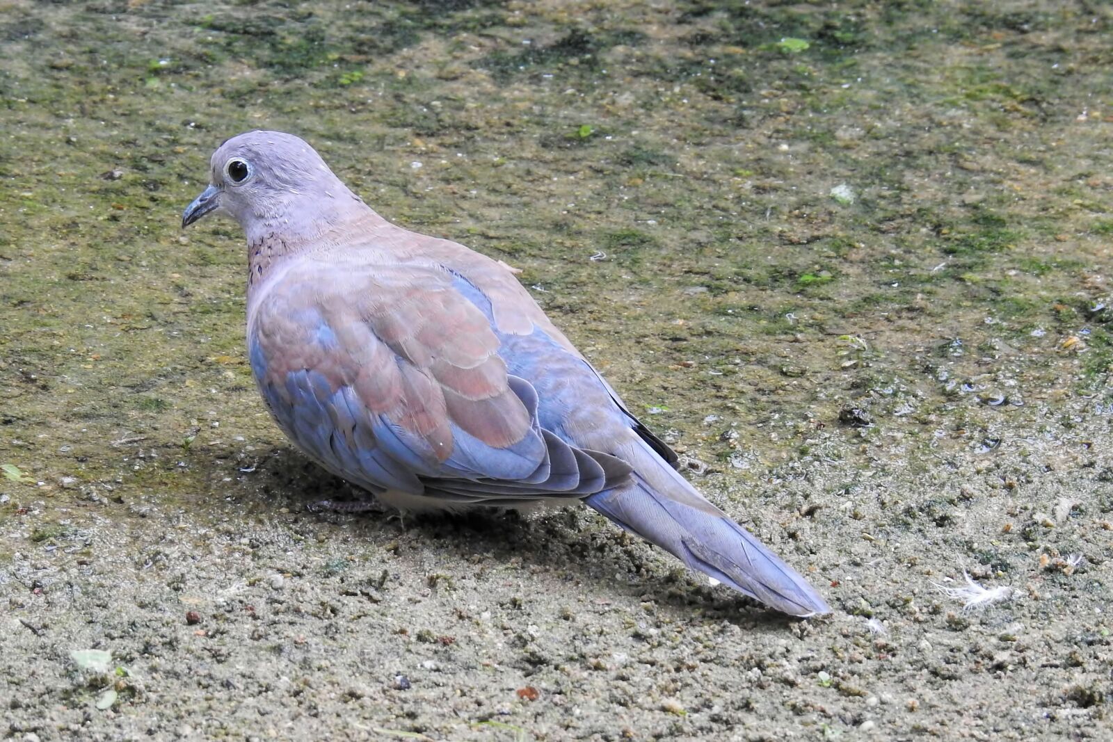 Nikon Coolpix P900 sample photo. Dove, bird, animal photography