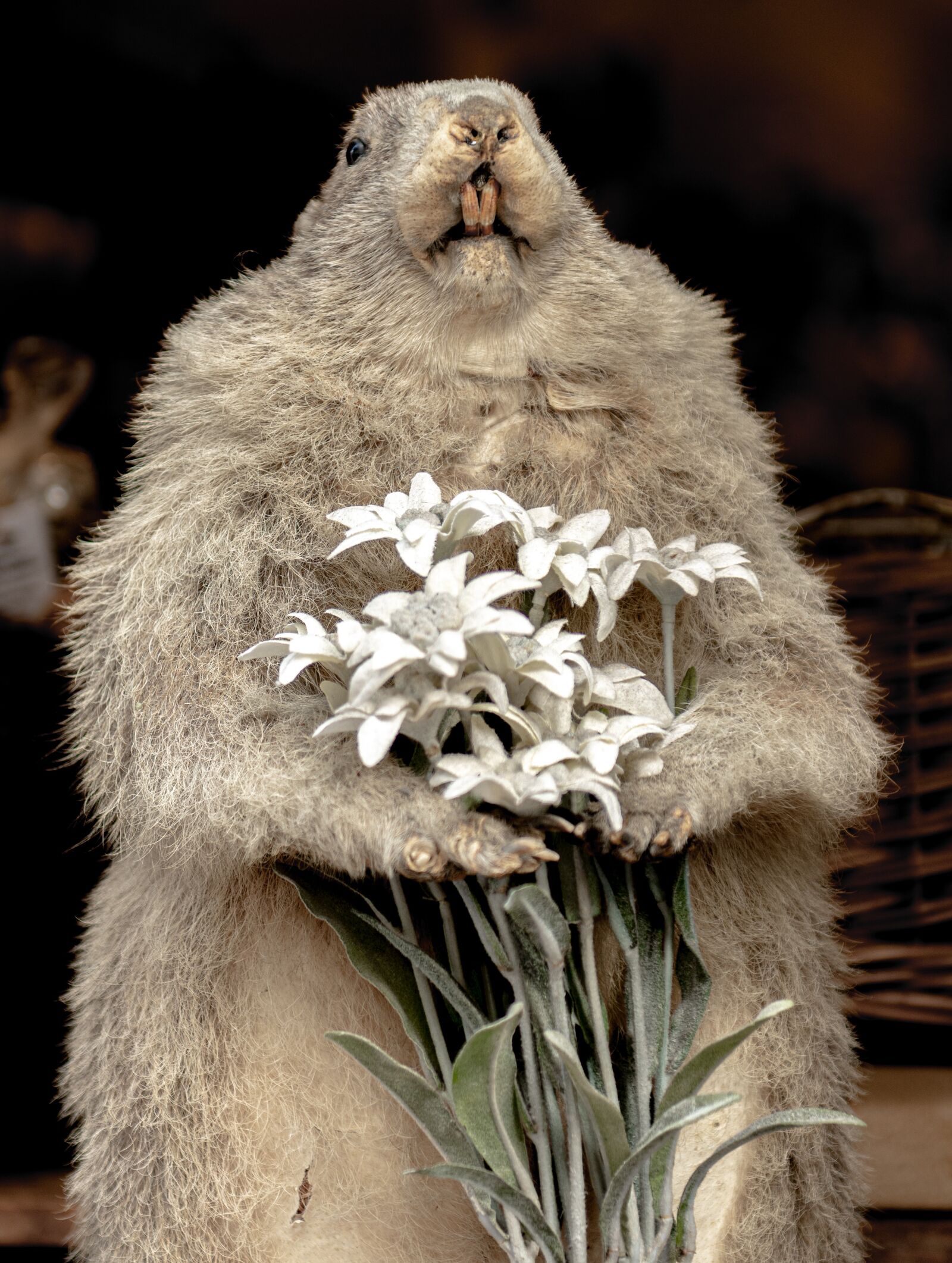 Nikon D500 sample photo. Marmot, edelweiss, bavaria photography