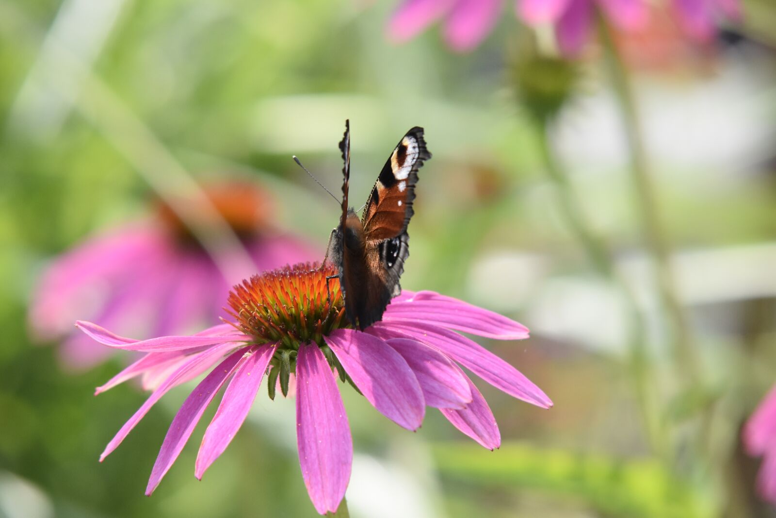 Nikon D7200 sample photo. Motyl, kwiat, jeżówka photography