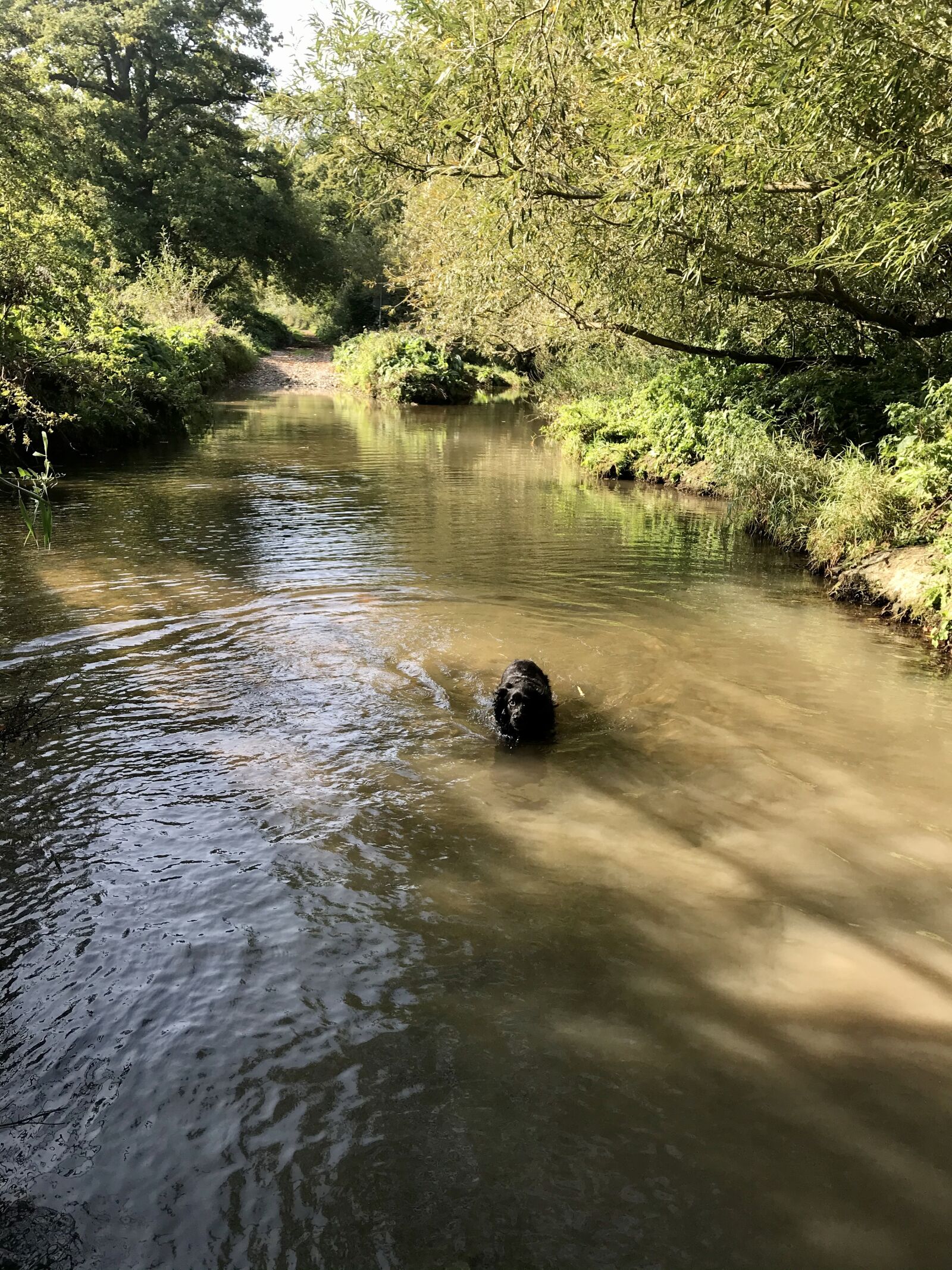 Apple iPhone 7 Plus sample photo. Ford, dog, river photography
