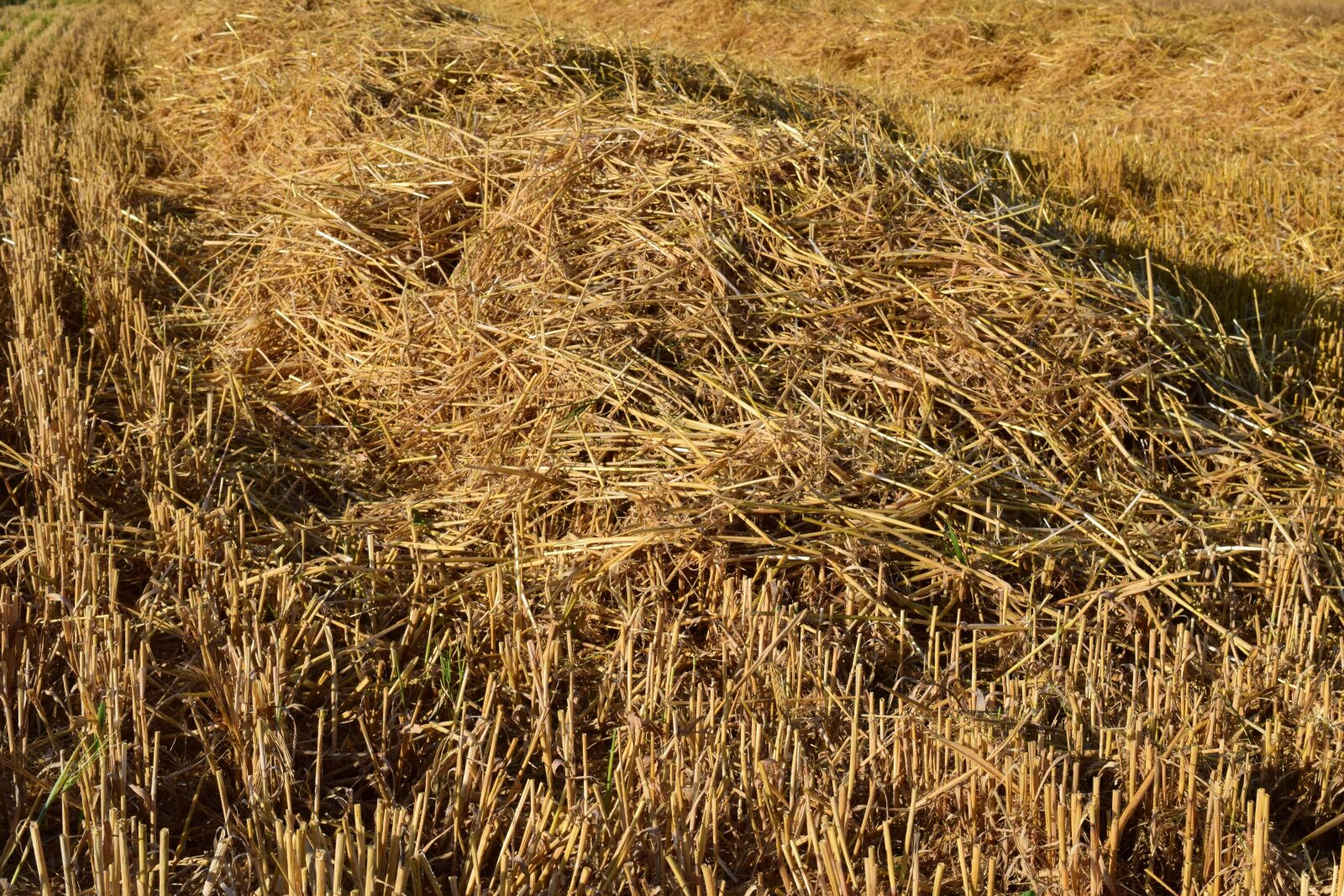Nikon D3300 sample photo. Stubble, harvested, straw photography