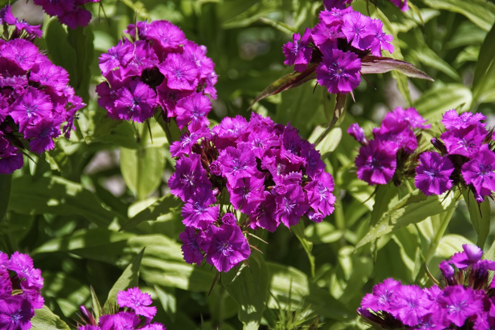 Nikon D500 sample photo. Flower, blossom, bloom photography