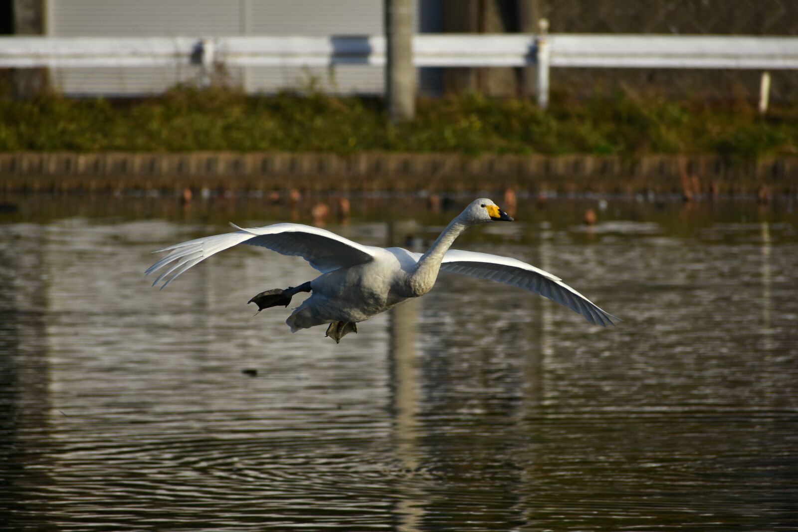 Nikon D7200 sample photo. Animal, lake, waterside photography