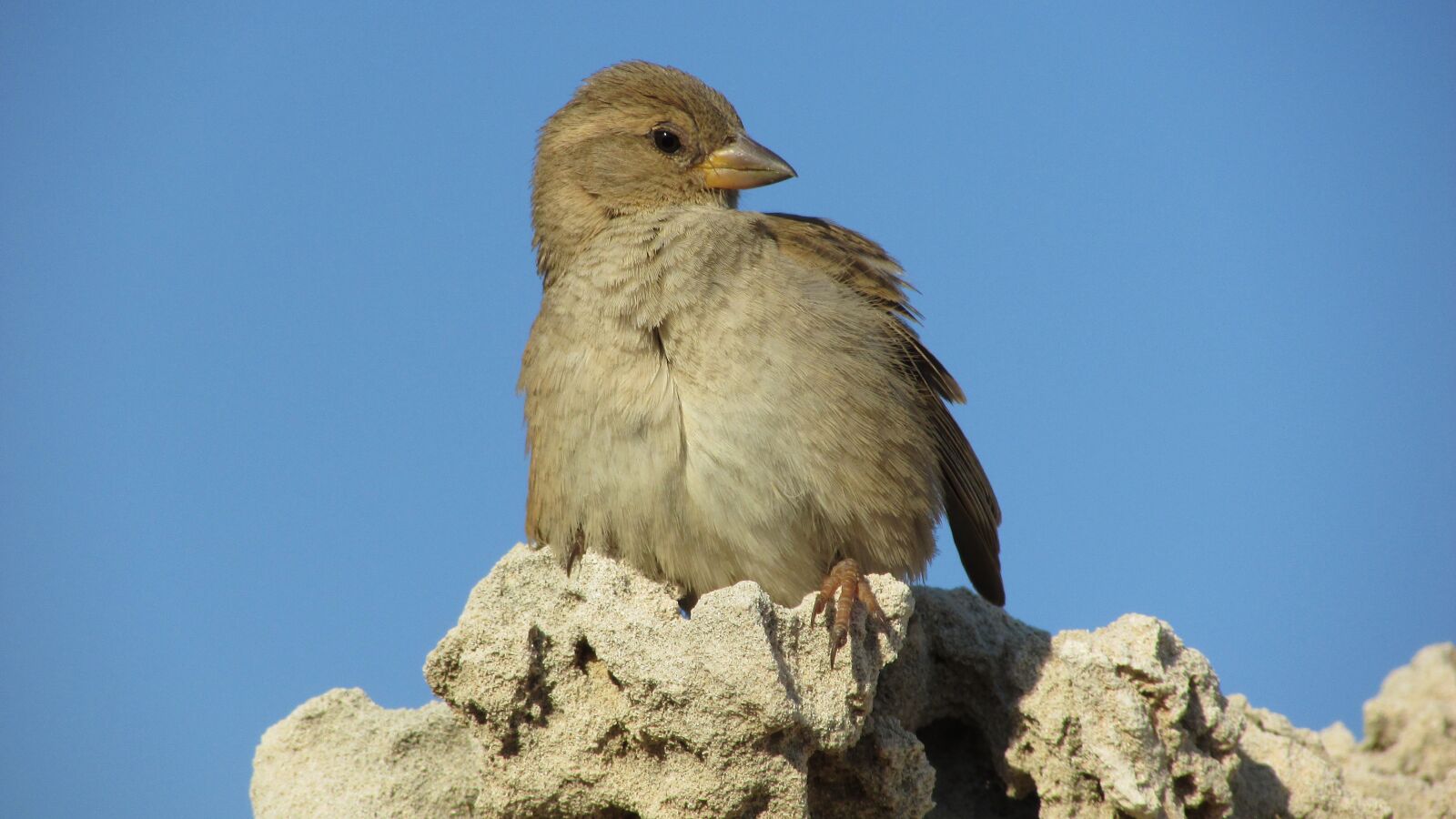Canon PowerShot SX400 IS sample photo. Sparrow, bird, animal photography