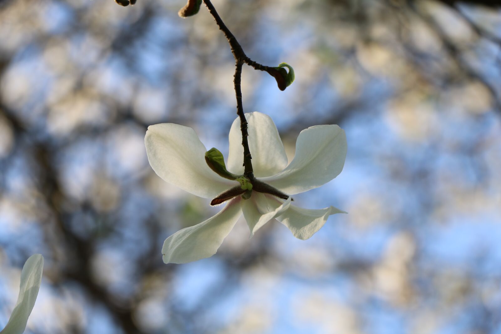 Canon EOS 750D (EOS Rebel T6i / EOS Kiss X8i) sample photo. Branch, flower, nature photography