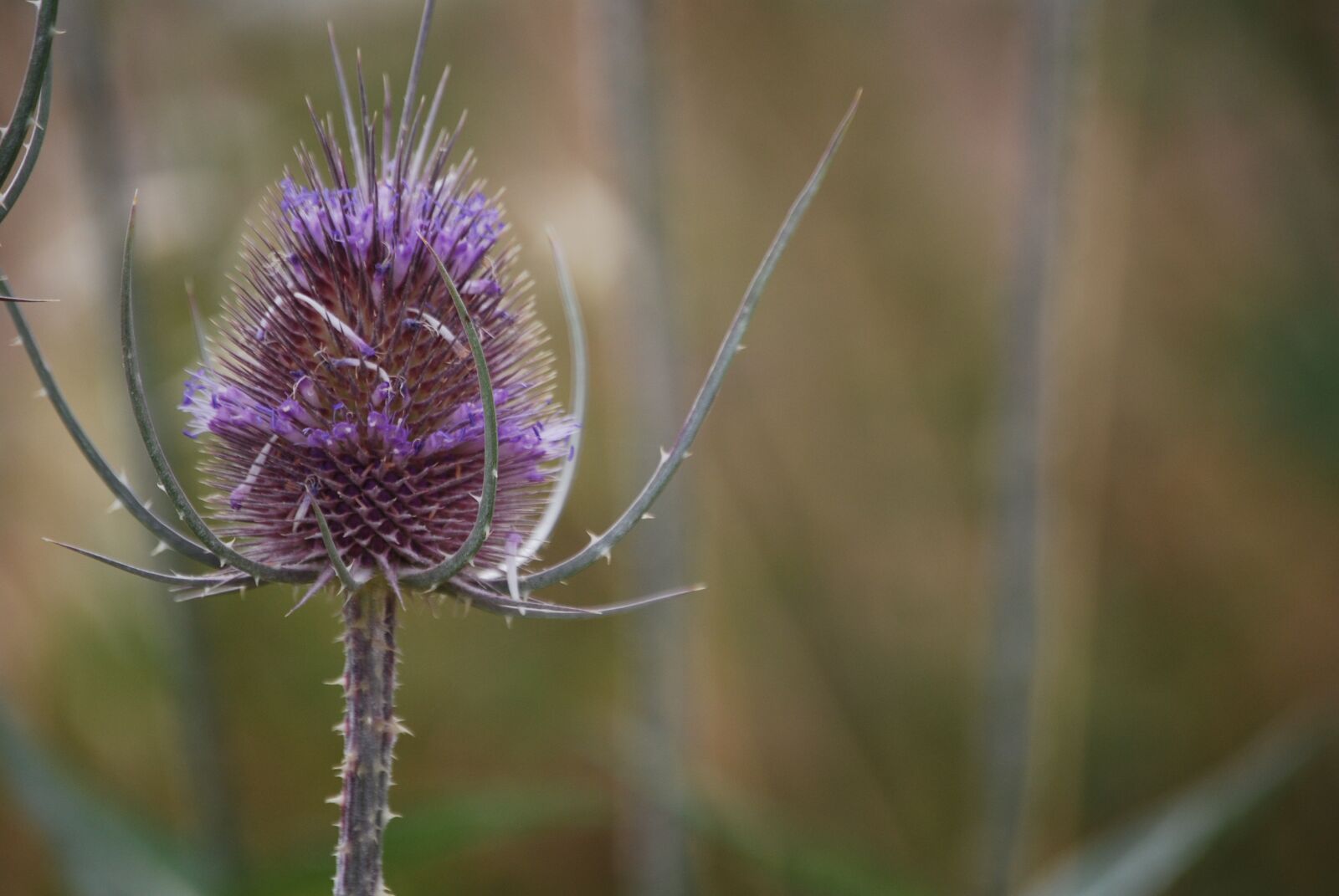 Nikon D60 sample photo. Flower, thistle, plant photography