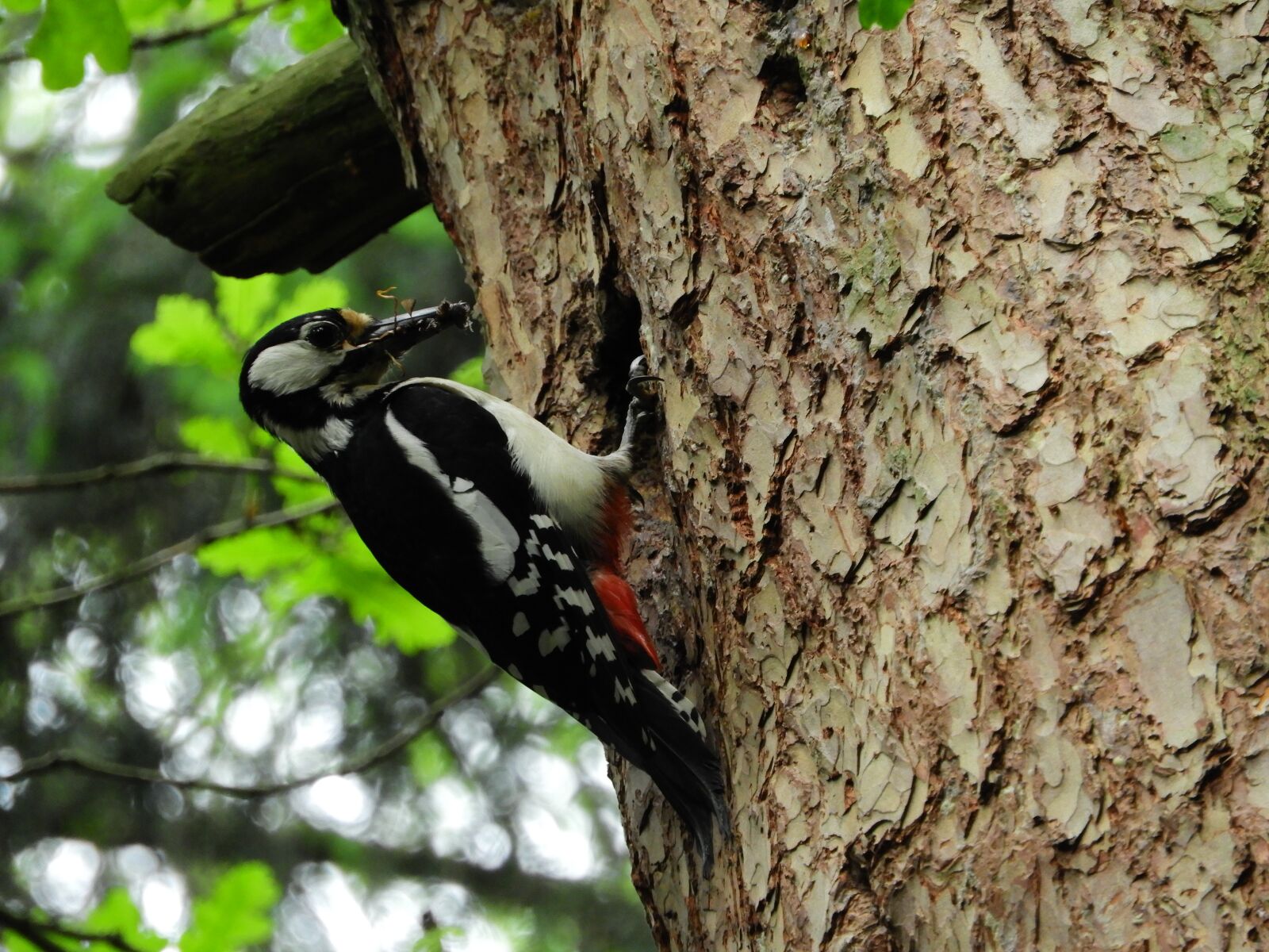Nikon Coolpix B700 sample photo. Woodpecker, forest, bird photography