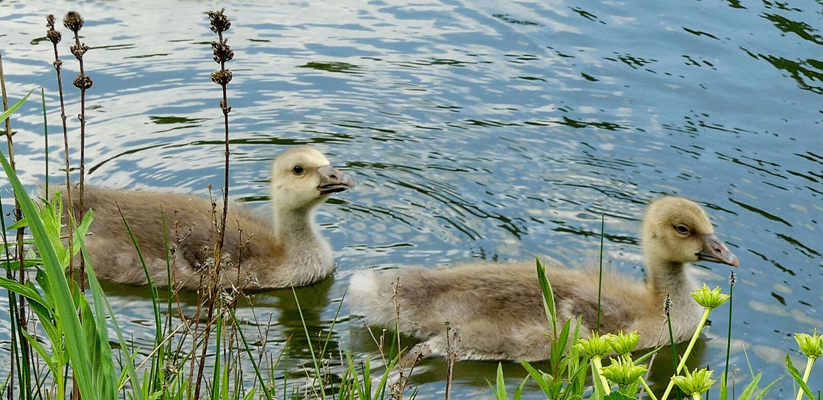 Panasonic Lumix DMC-FZ300 sample photo. Ducks, fluffy, young photography