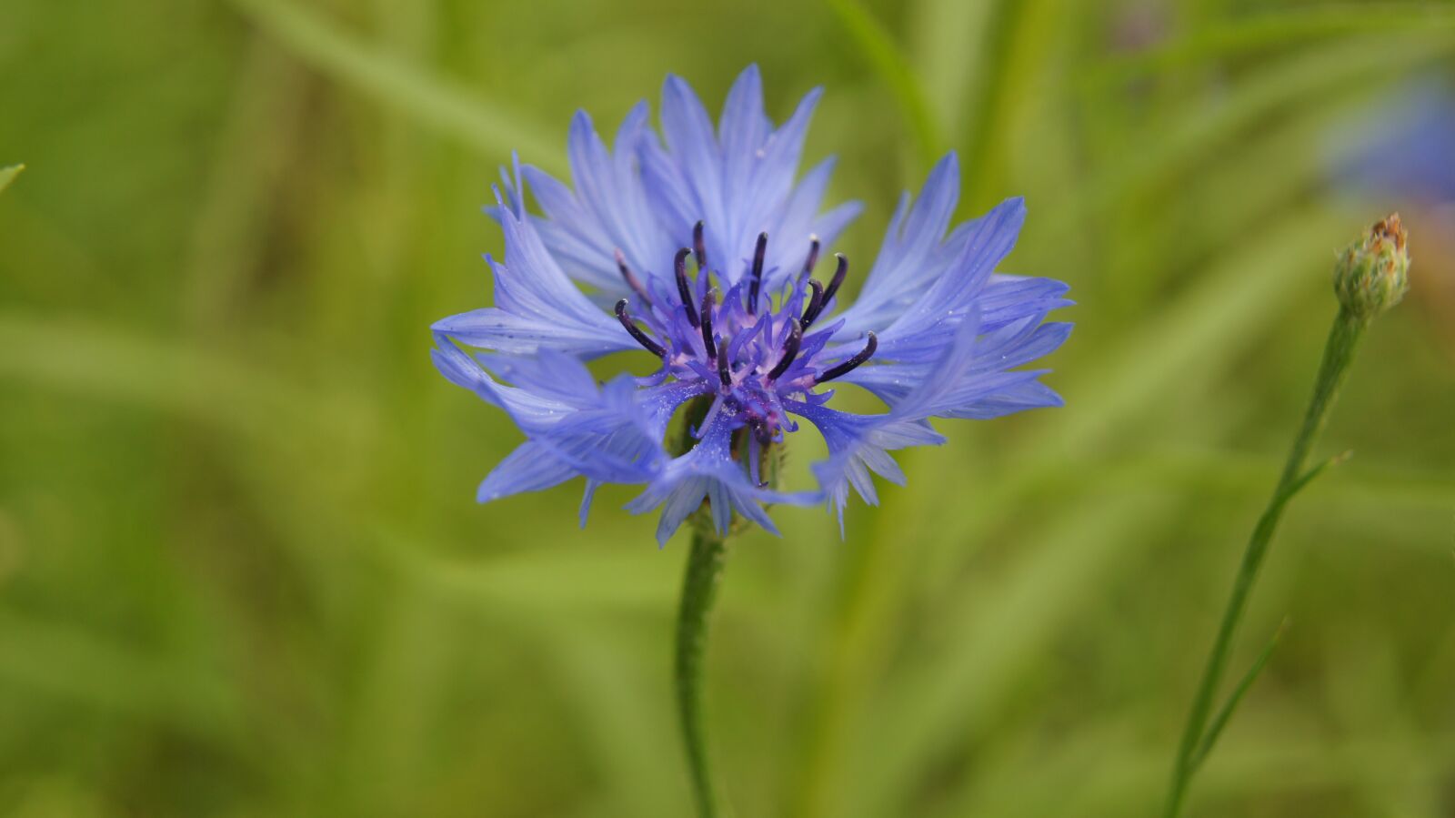 Sony SLT-A55 (SLT-A55V) + Sony DT 18-55mm F3.5-5.6 SAM sample photo. Bluet, blue, blue flower photography