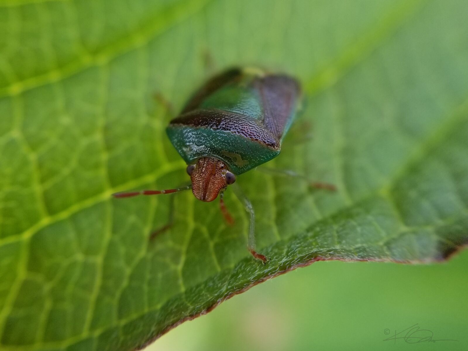 Samsung Galaxy S8+ sample photo. Stinkbug, insect, green photography