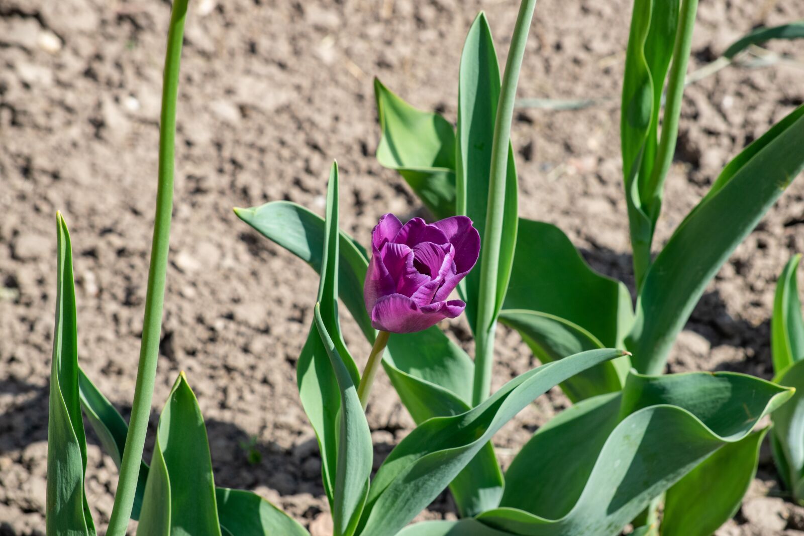 Nikon D3300 sample photo. Tulip, flower, spring photography