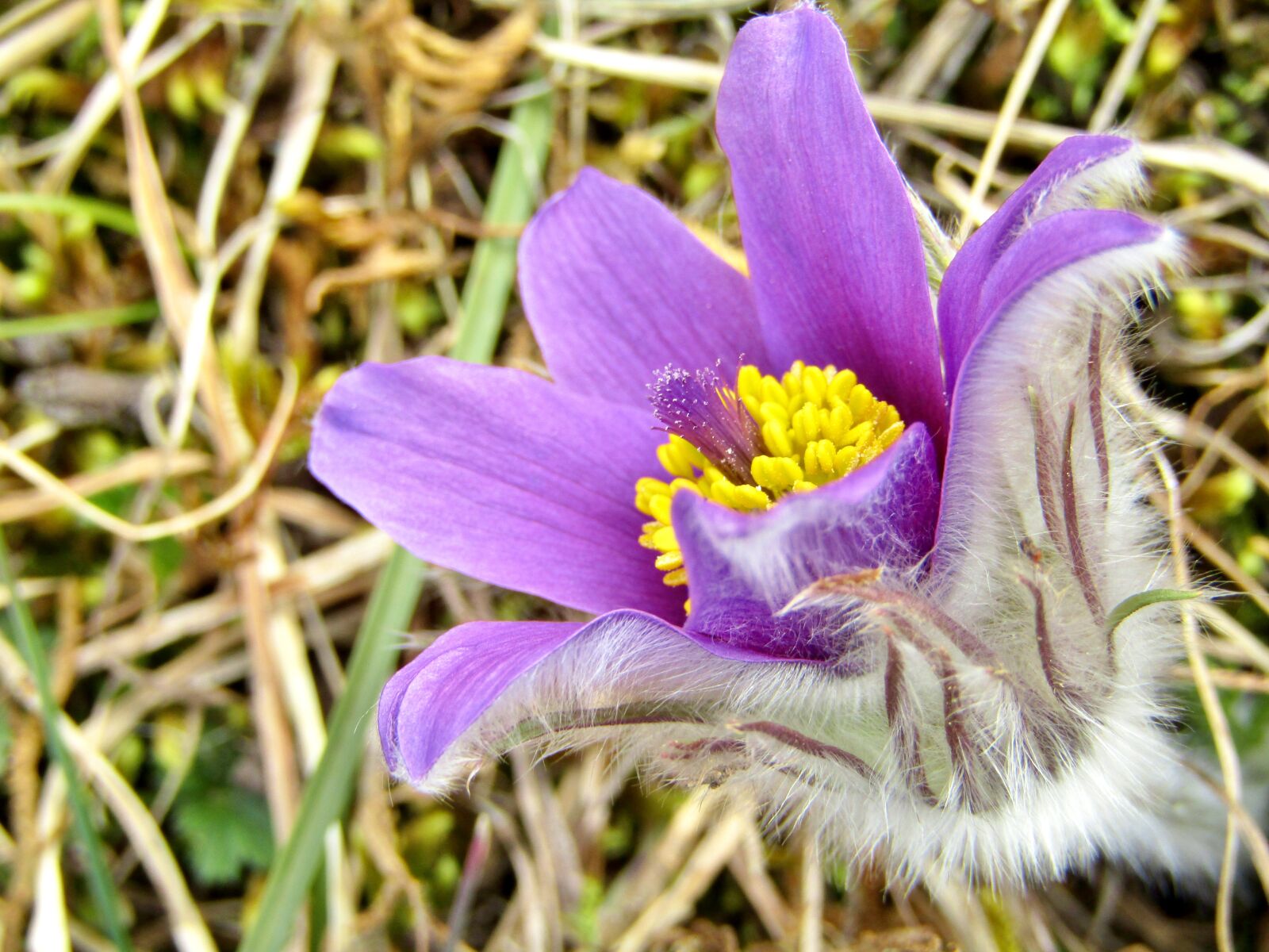 Canon POWERSHOT SX432 IS sample photo. Pasque flower, pasqueflower, flower photography