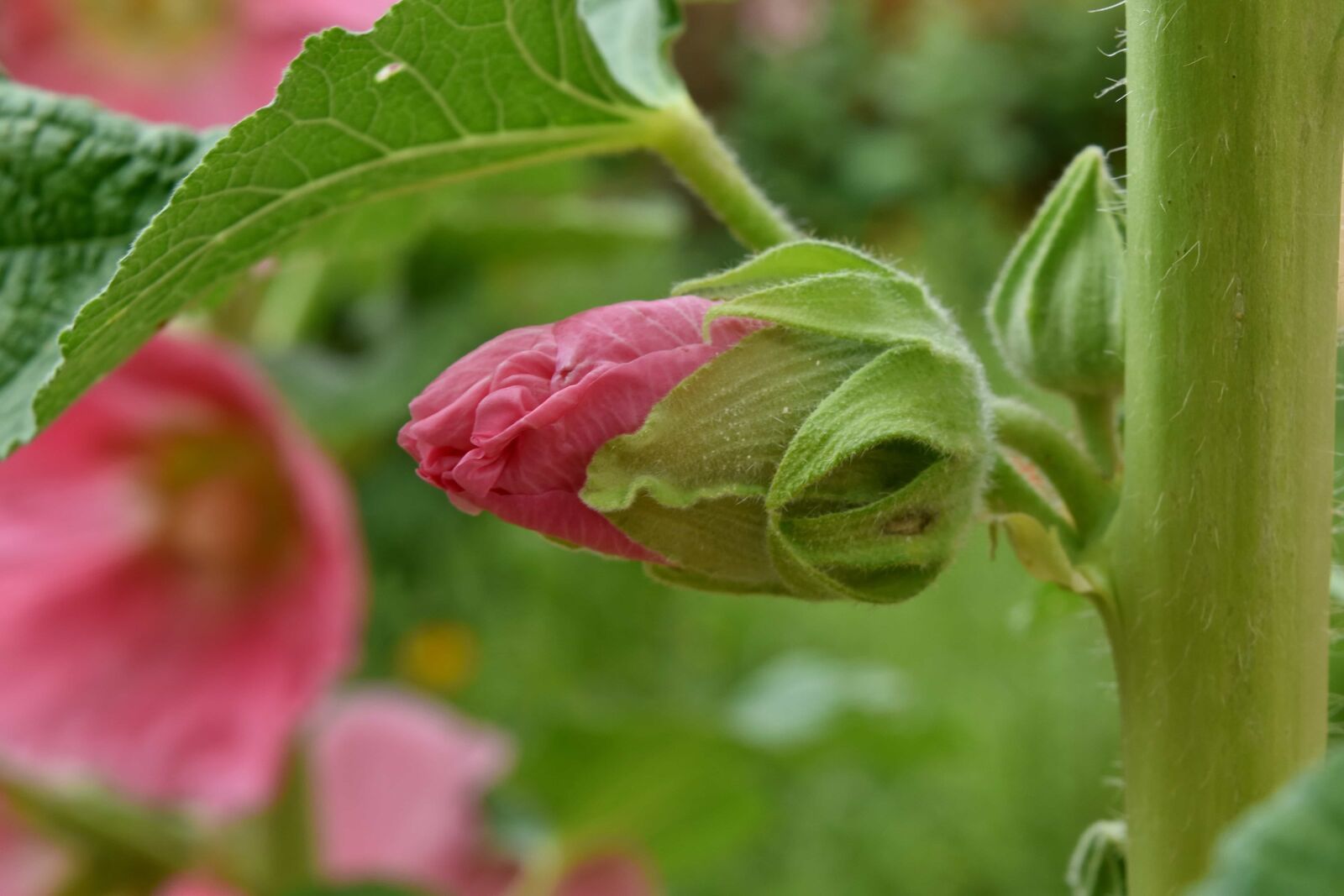 Nikon D5500 sample photo. Flower bud, stamen, flower photography
