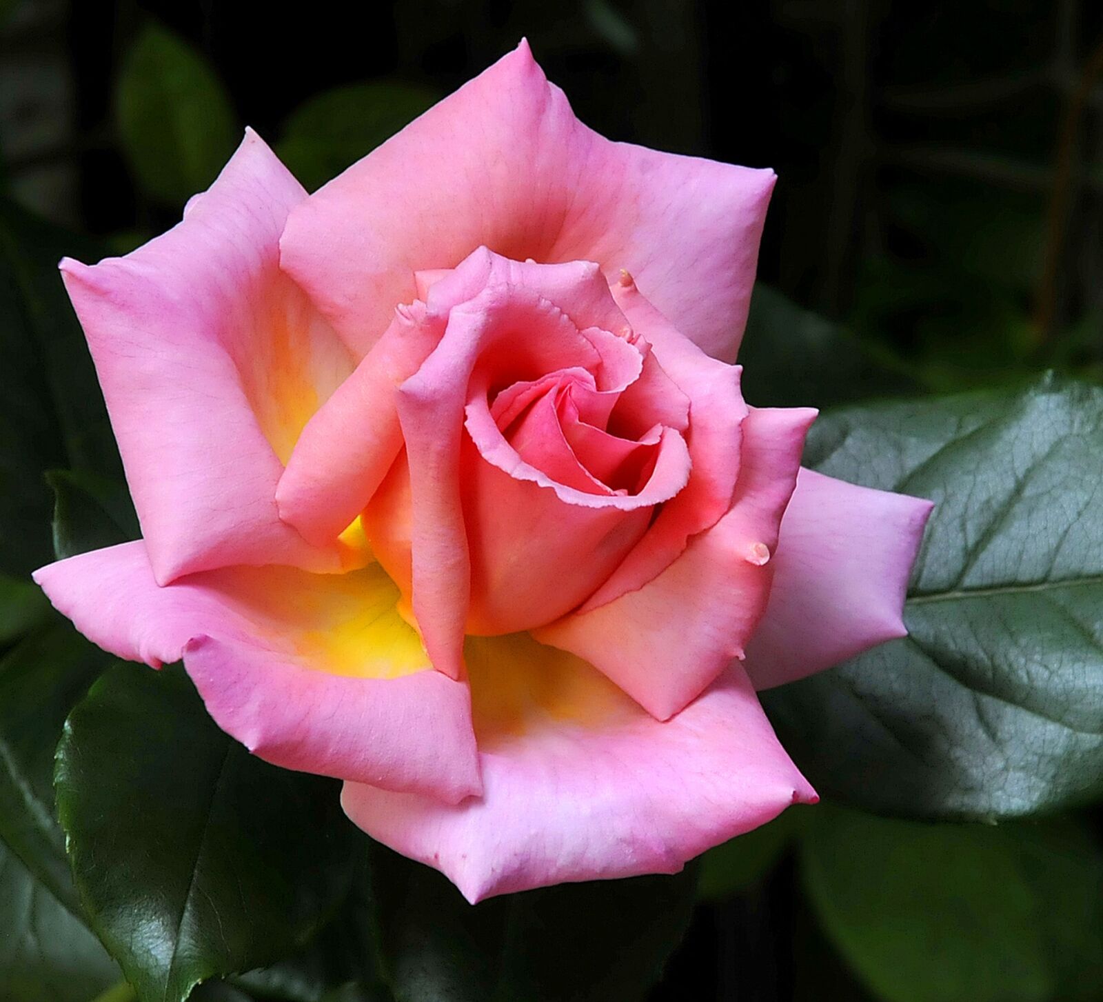 Nikon D300 sample photo. Climbing rose, heavily scented photography