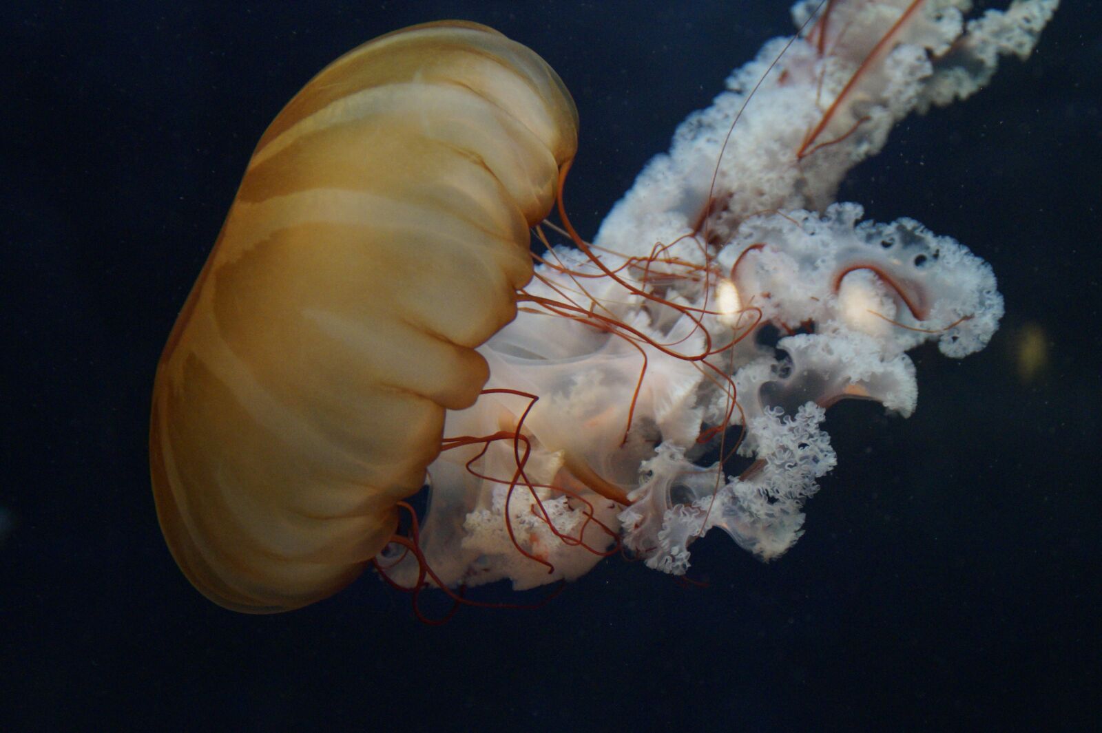 Sony SLT-A58 sample photo. Jellyfish, mollusk, fluorescent photography