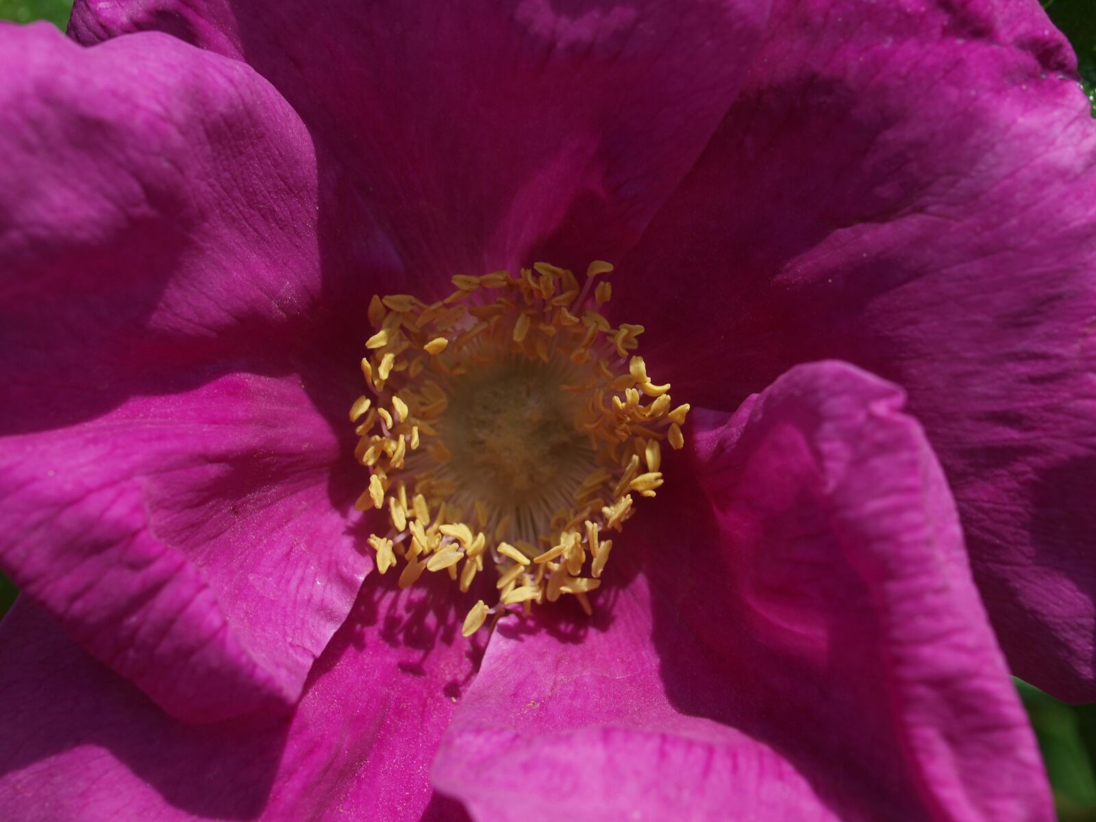 Olympus E-520 (EVOLT E-520) sample photo. Flower, nature, flora photography