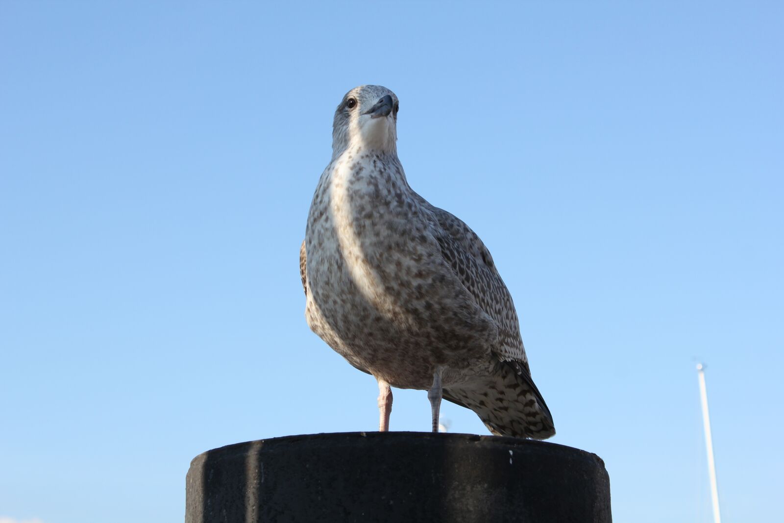 Canon EOS 550D (EOS Rebel T2i / EOS Kiss X4) sample photo. Seagull, bird, water photography